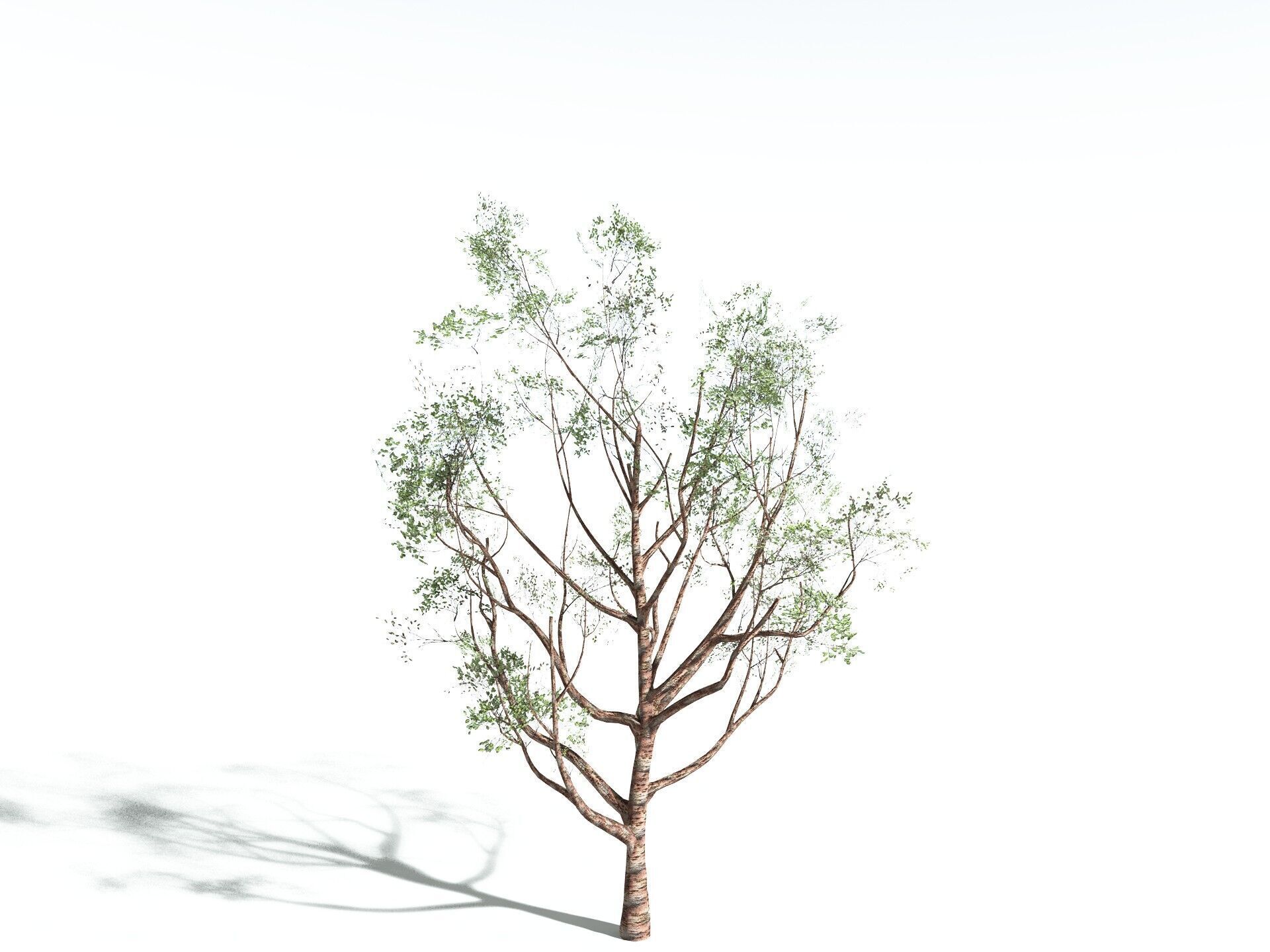 EVERYPlant Japanese Cherry LowPoly Low-poly 3D model_22