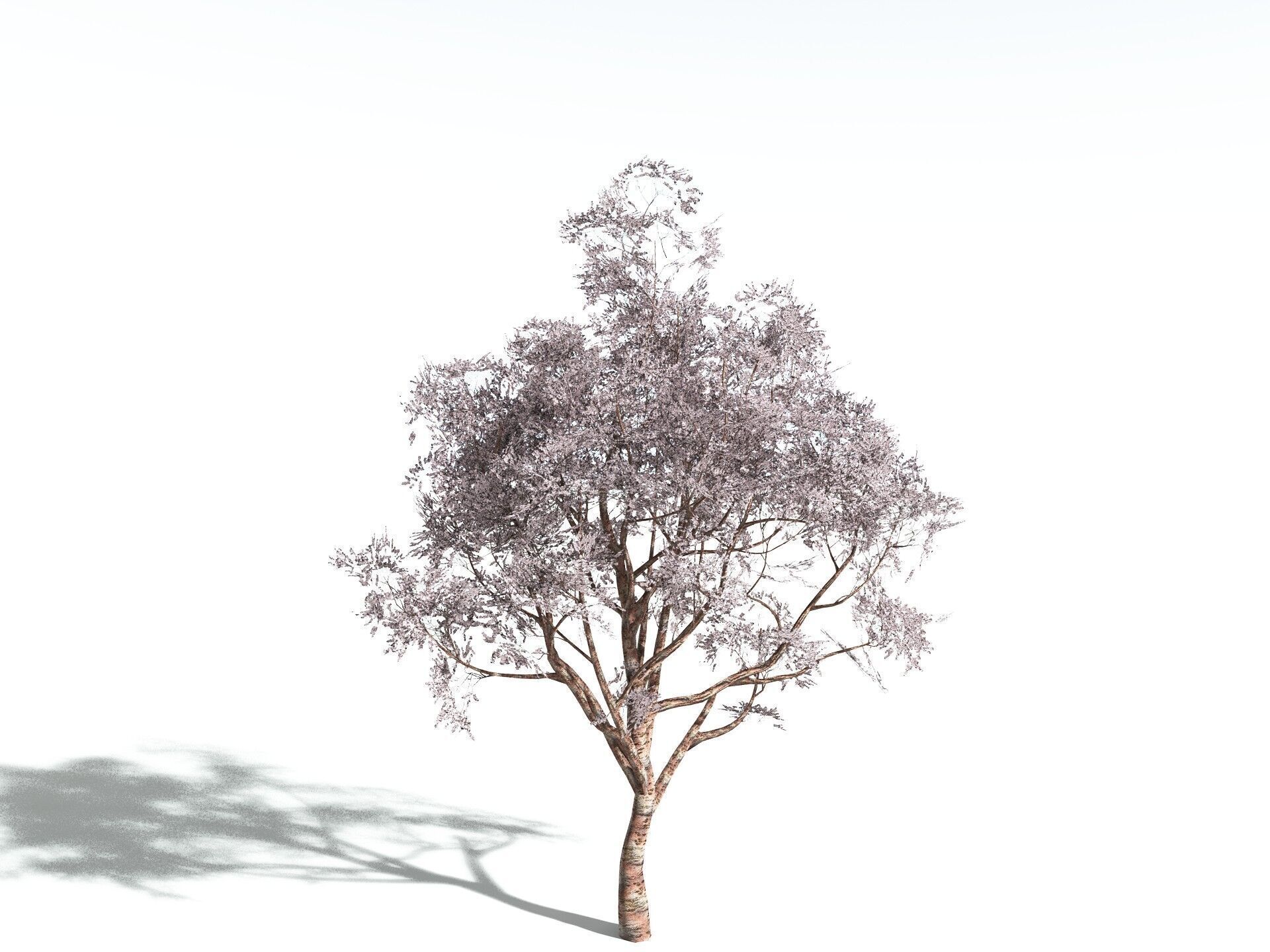 EVERYPlant Japanese Cherry LowPoly Low-poly 3D model_4