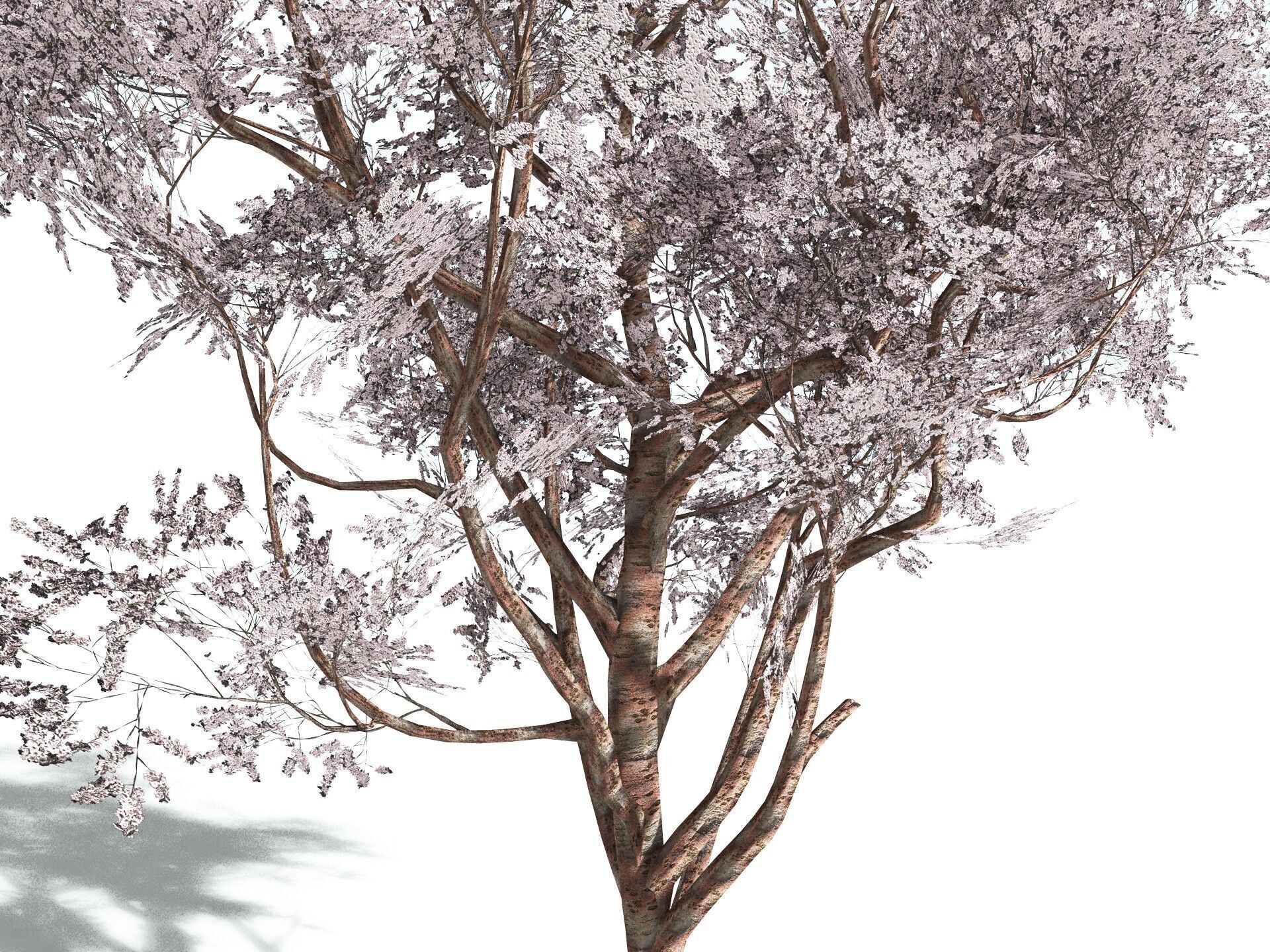 EVERYPlant Japanese Cherry LowPoly Low-poly 3D model_1