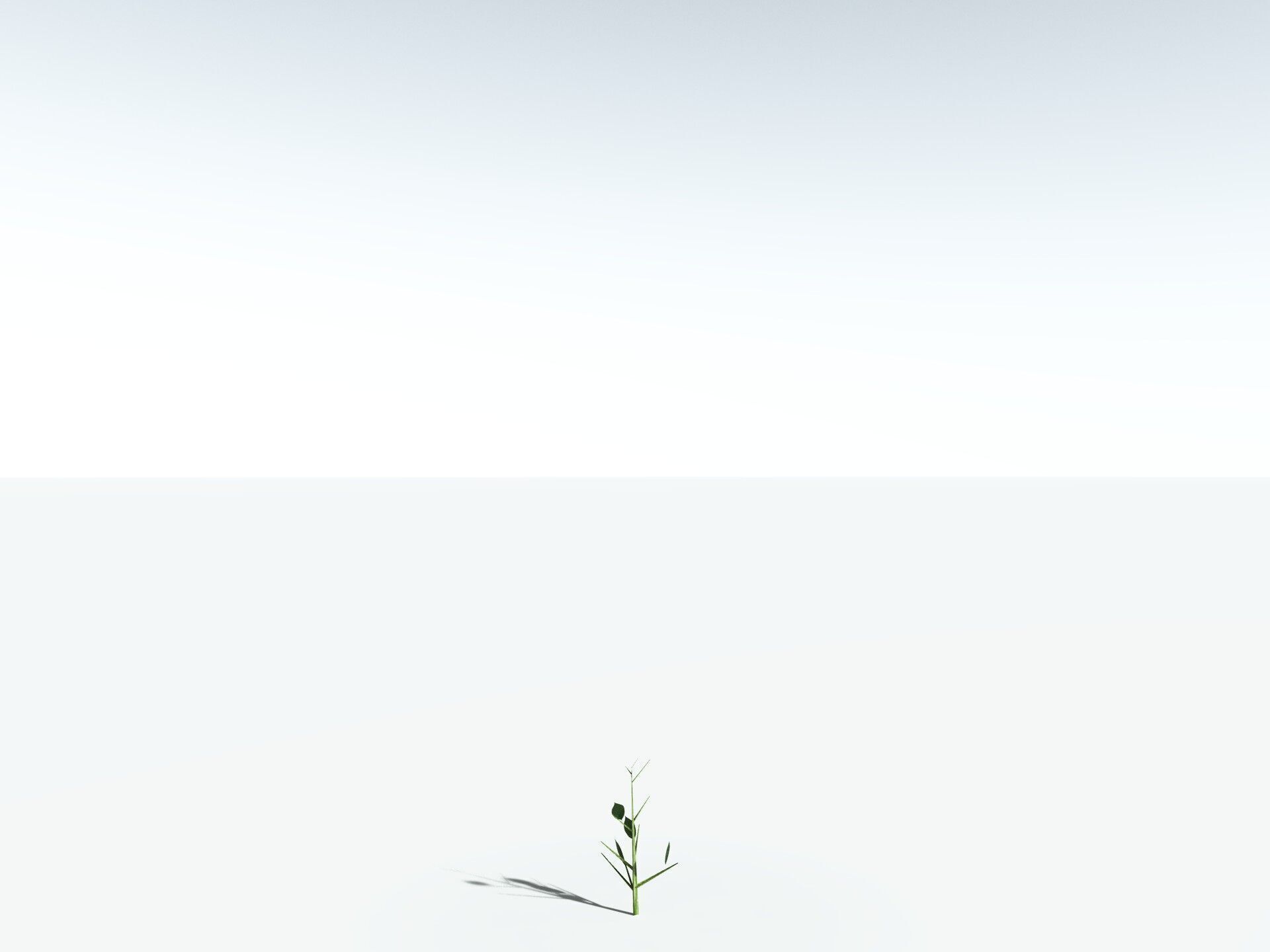 EVERYPlant Japanese Cherry LowPoly Low-poly 3D model_39