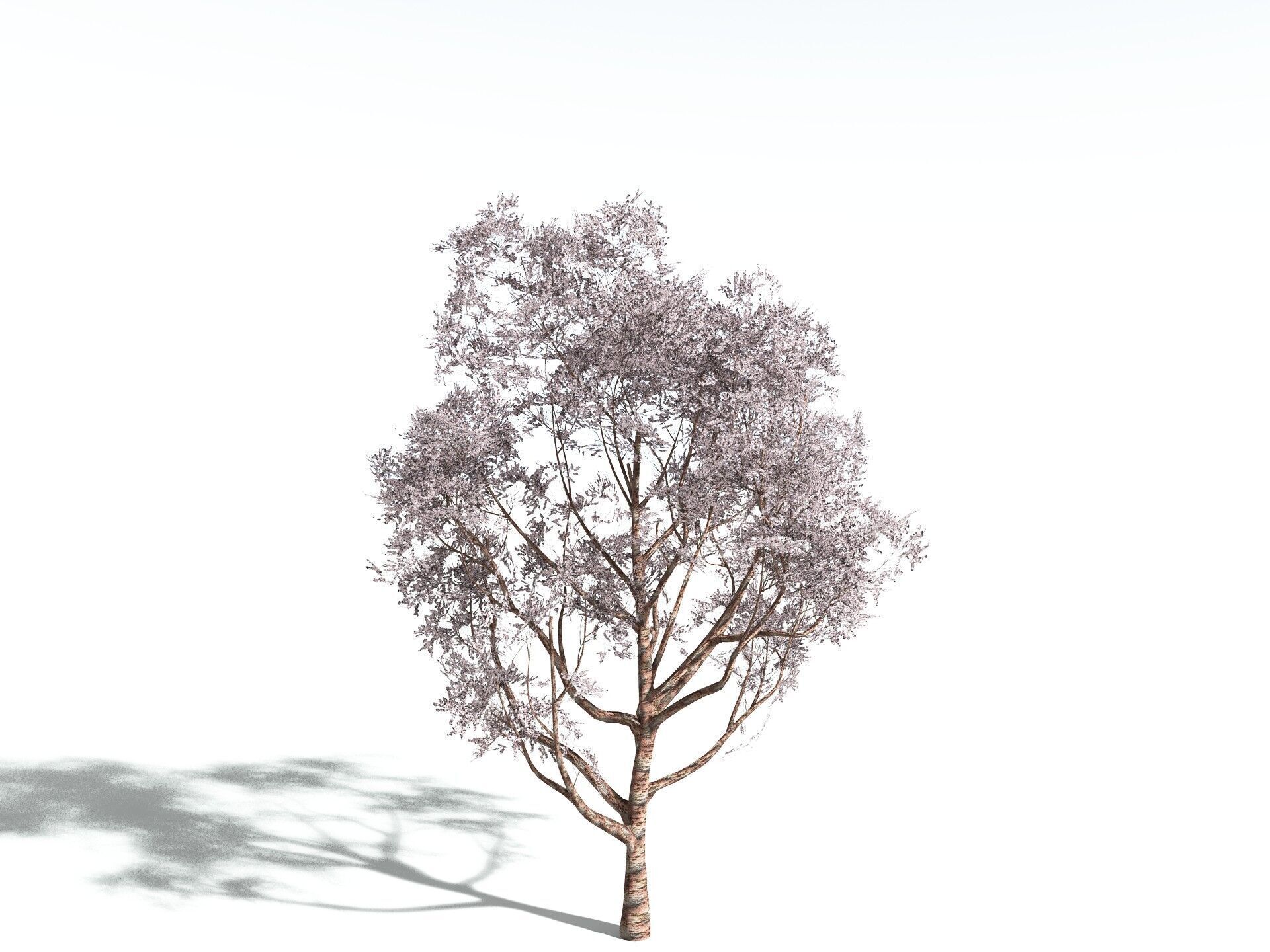 EVERYPlant Japanese Cherry LowPoly Low-poly 3D model_2