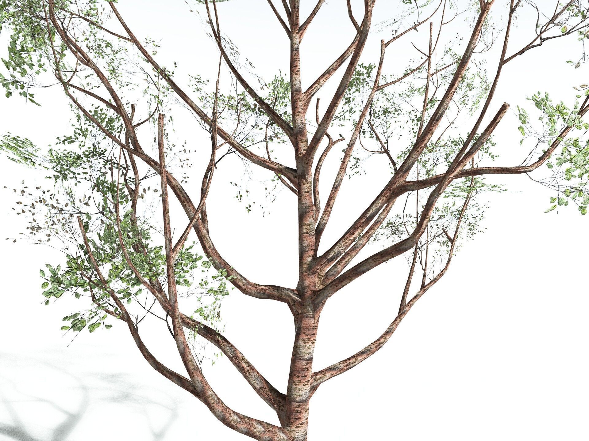 EVERYPlant Japanese Cherry LowPoly Low-poly 3D model_23