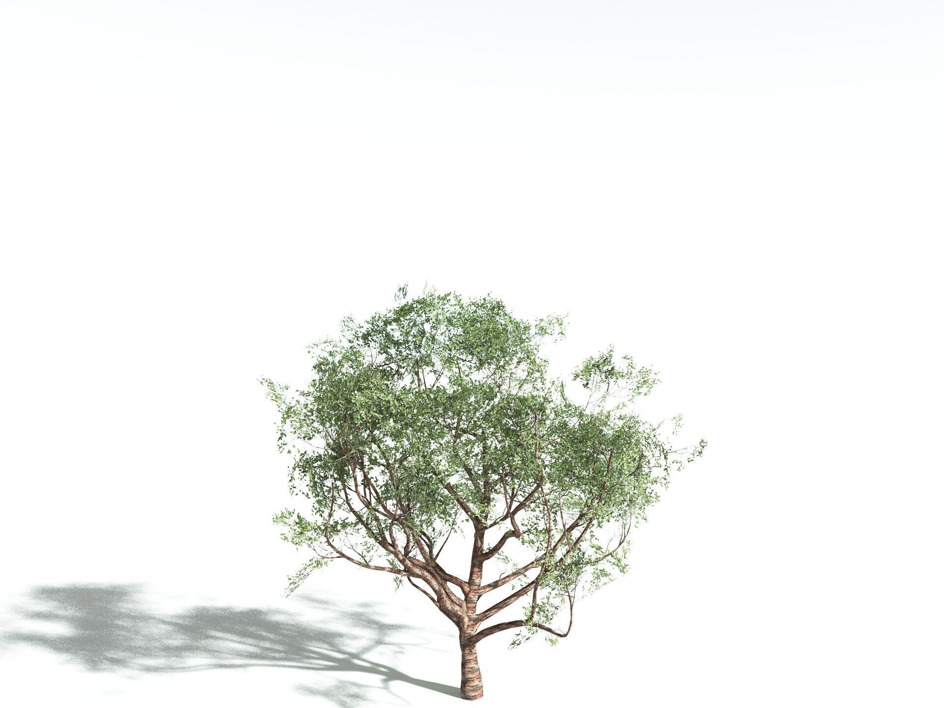 EVERYPlant Japanese Cherry LowPoly Low-poly 3D model_18