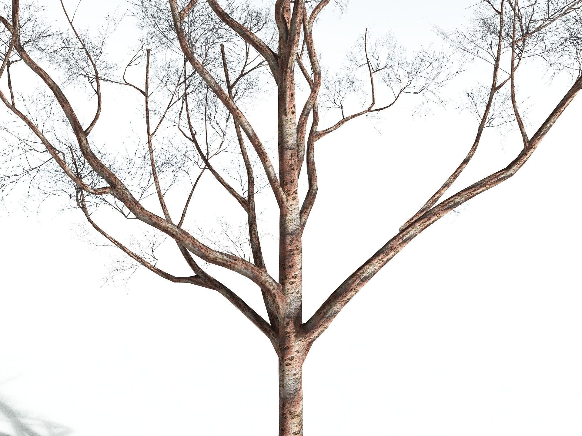 EVERYPlant Japanese Cherry LowPoly Low-poly 3D model_17