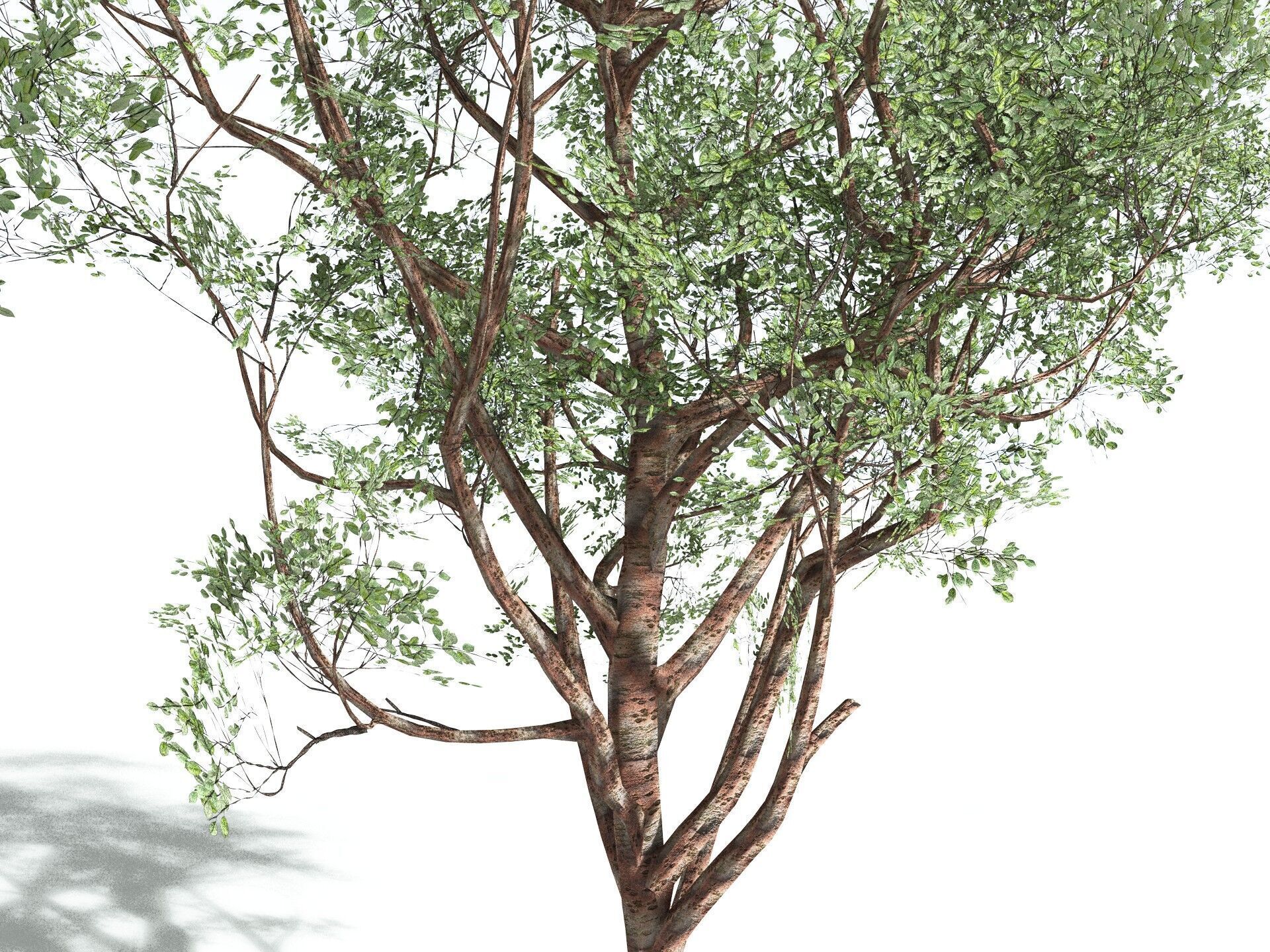 EVERYPlant Japanese Cherry LowPoly Low-poly 3D model_11