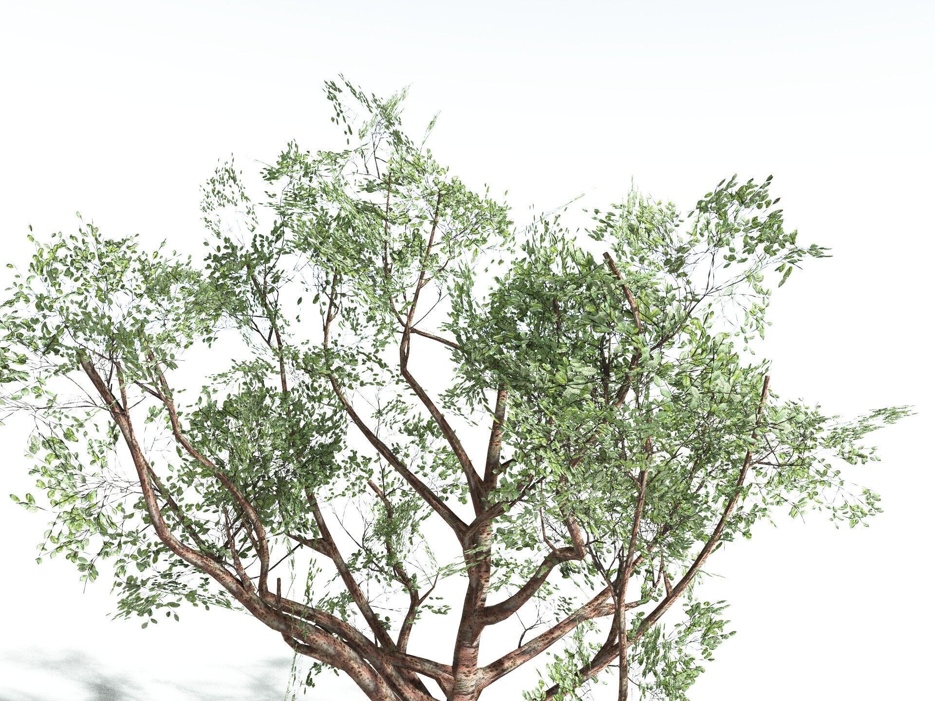 EVERYPlant Japanese Cherry LowPoly Low-poly 3D model_31