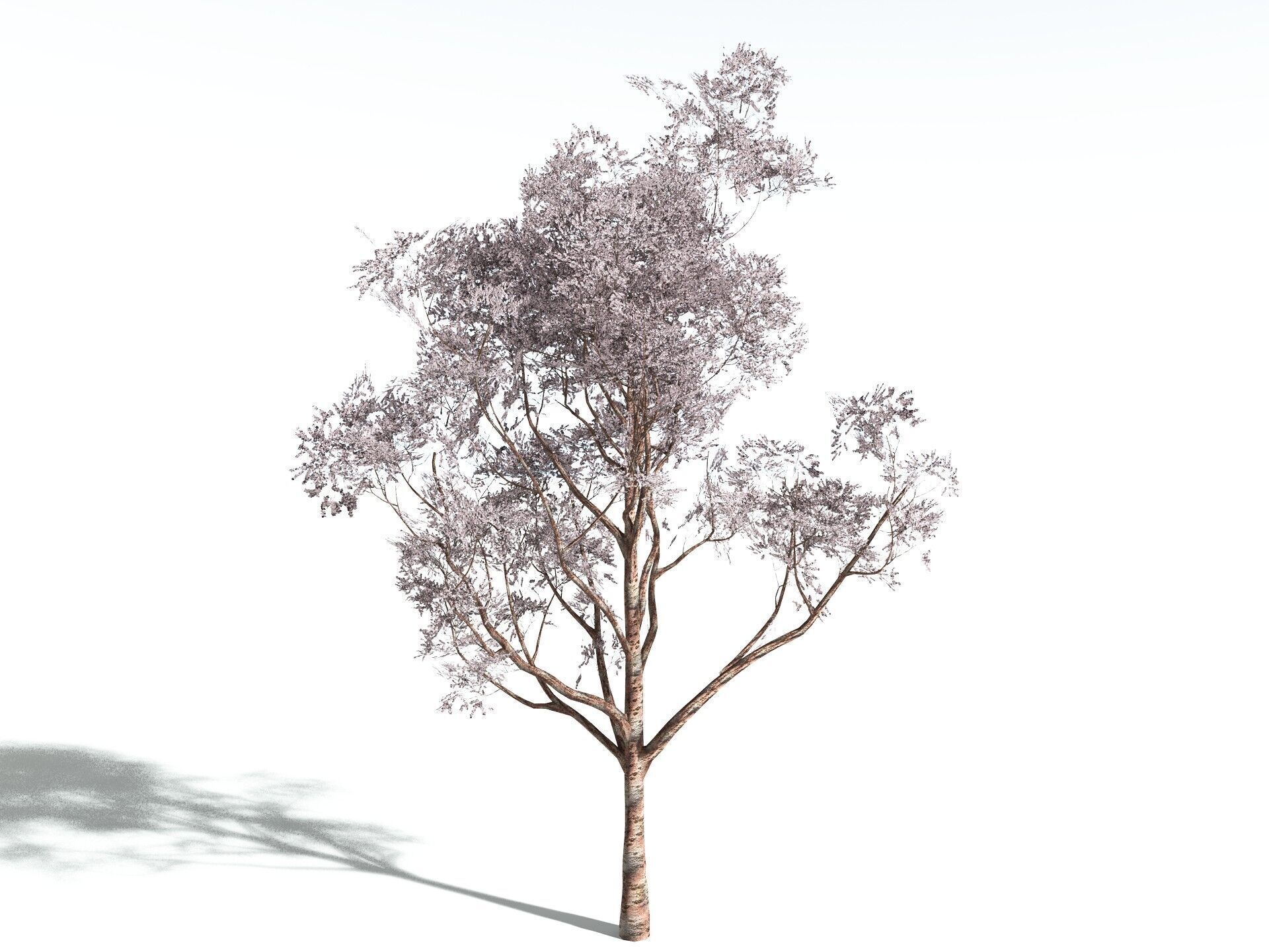 EVERYPlant Japanese Cherry LowPoly Low-poly 3D model_6