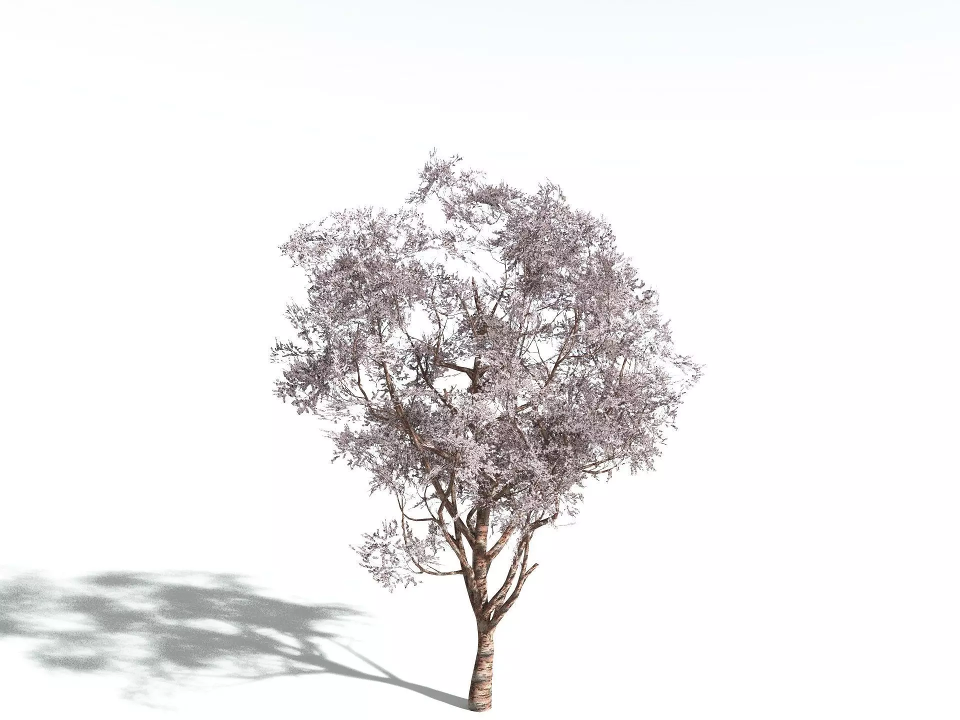 EVERYPlant Japanese Cherry LowPoly Low-poly 3D model_0