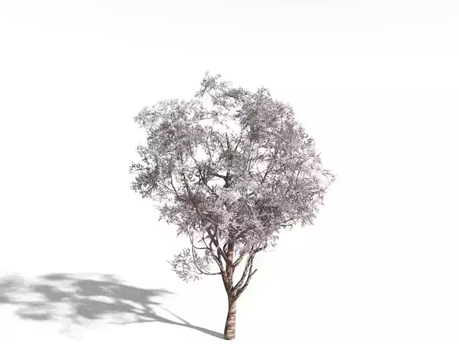 EVERYPlant Japanese Cherry LowPoly -20 Models- Low-poly 3D model