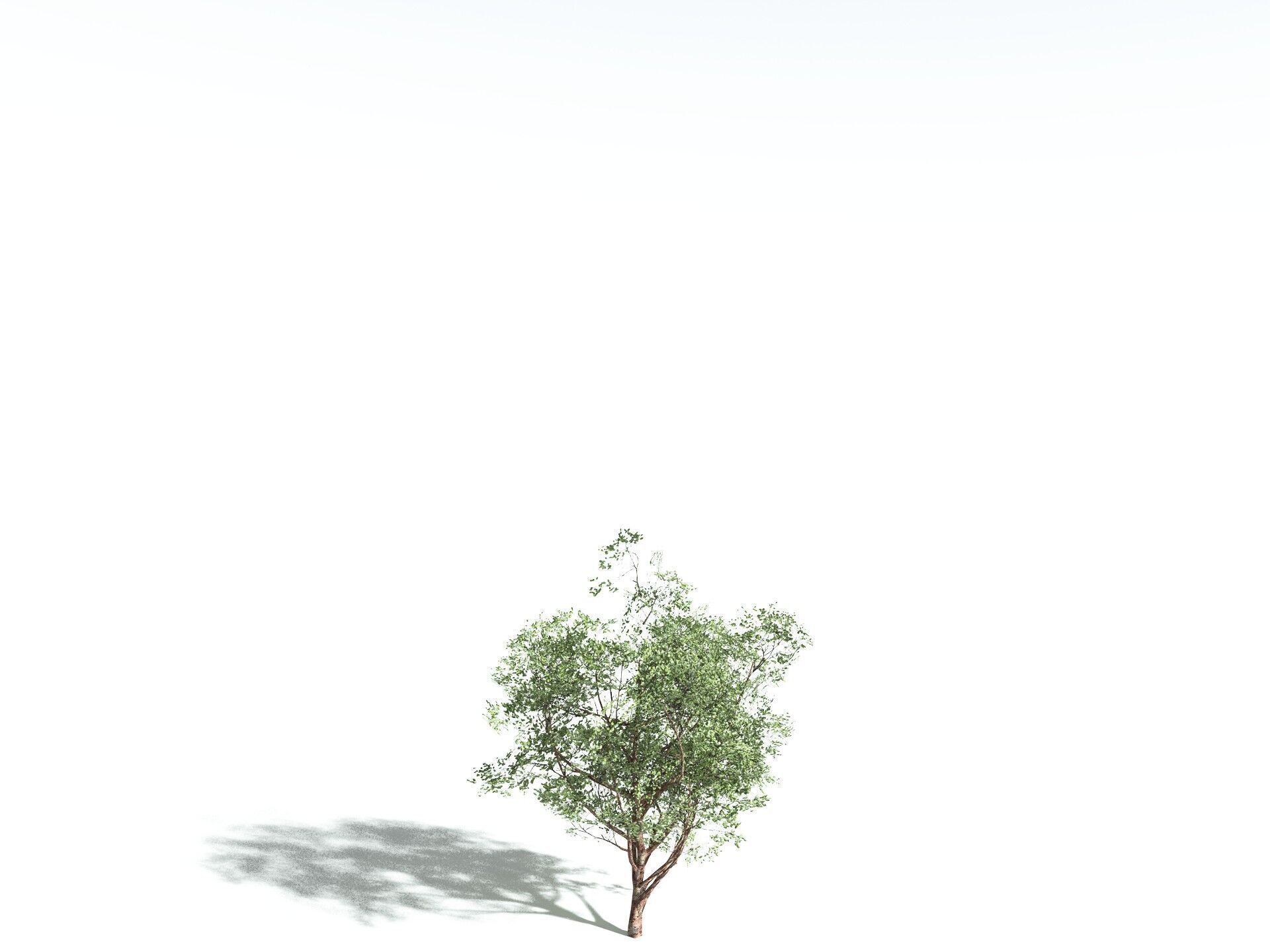 EVERYPlant Japanese Cherry LowPoly Low-poly 3D model_32