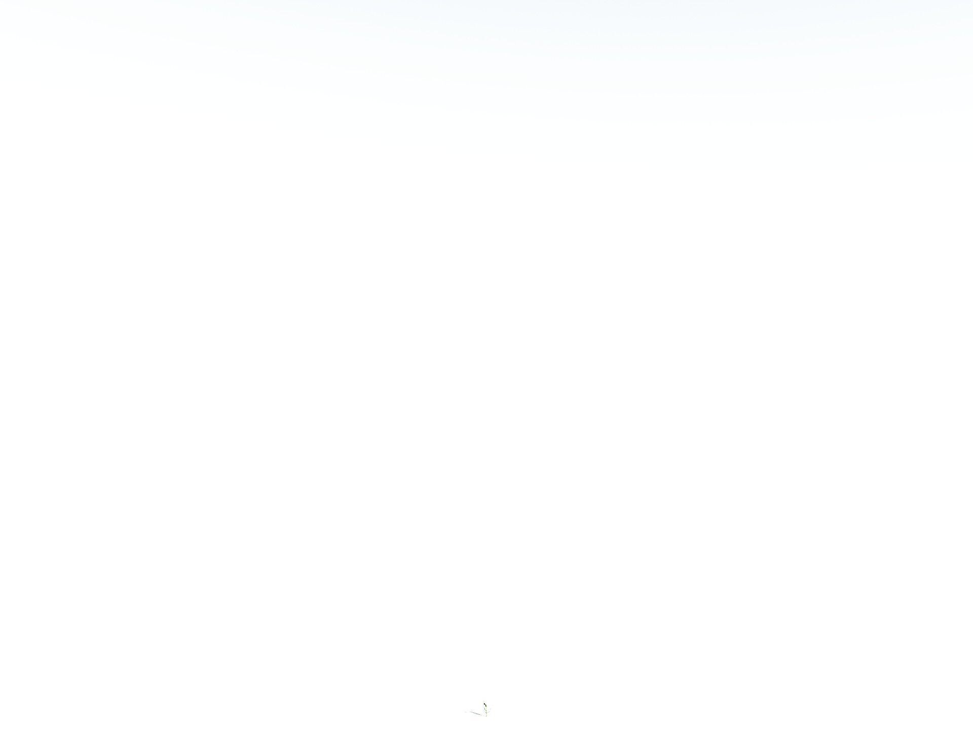 EVERYPlant Japanese Cherry LowPoly Low-poly 3D model_38