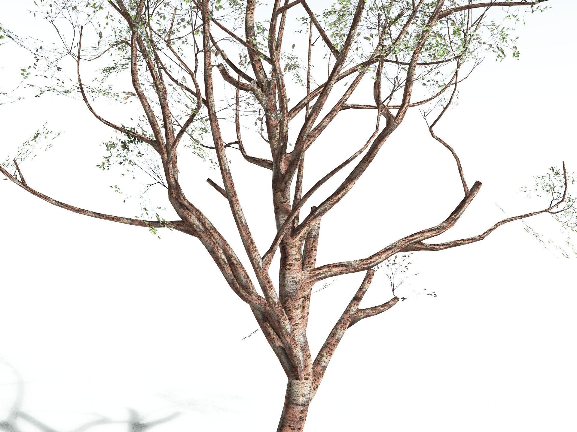 EVERYPlant Japanese Cherry LowPoly Low-poly 3D model_25