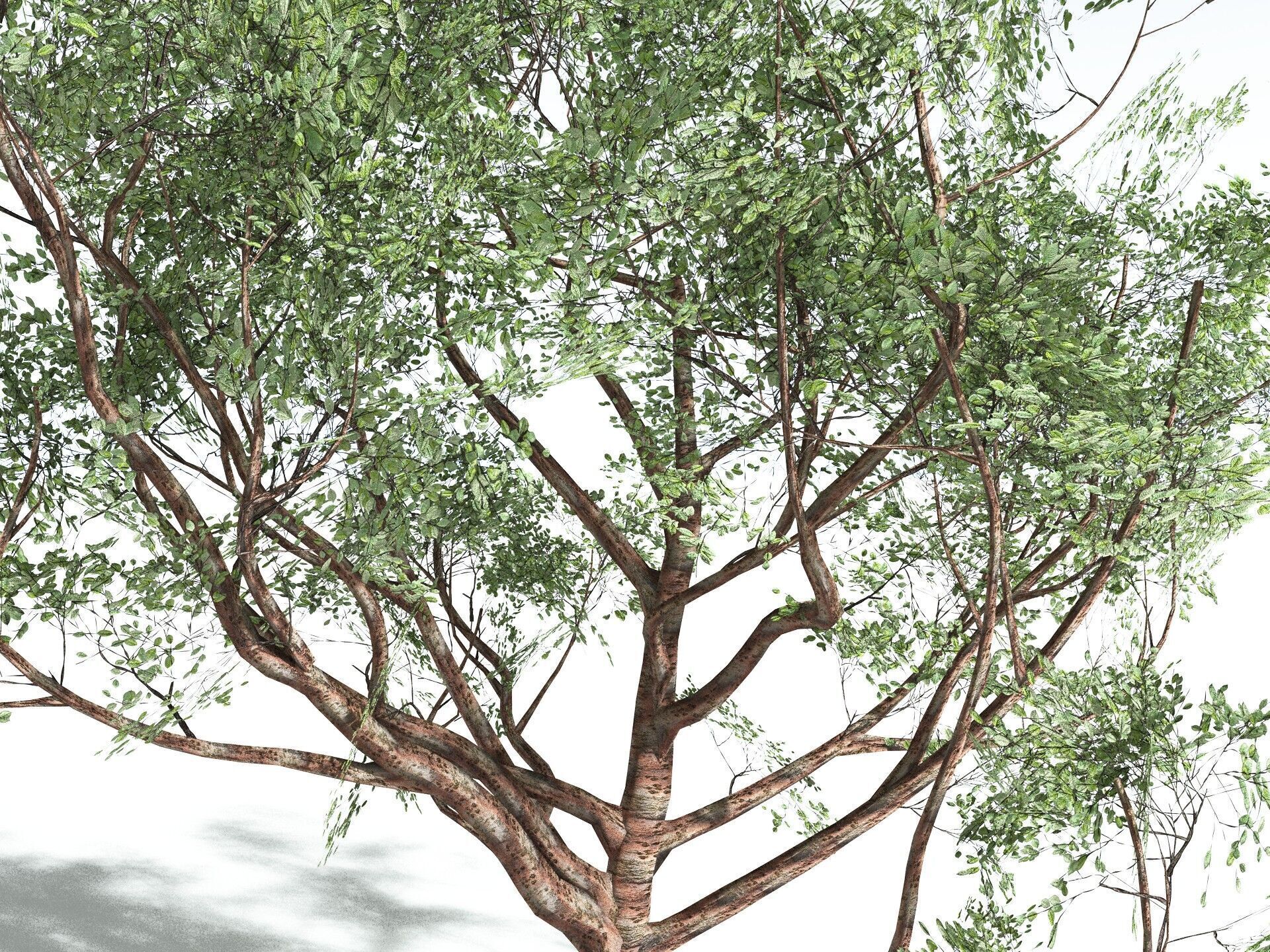 EVERYPlant Japanese Cherry LowPoly Low-poly 3D model_19