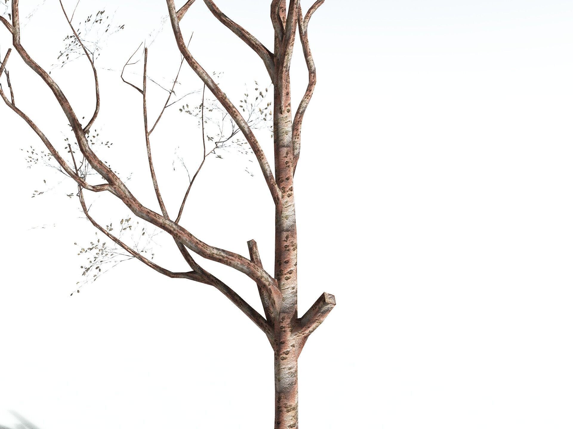 EVERYPlant Japanese Cherry LowPoly Low-poly 3D model_27