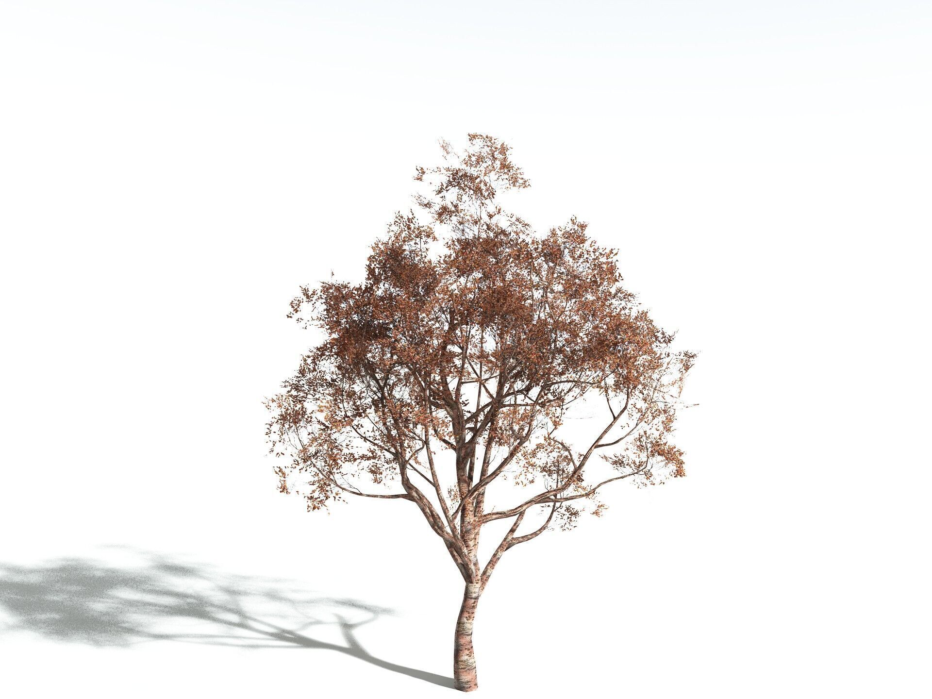 EVERYPlant Japanese Cherry LowPoly Low-poly 3D model_14