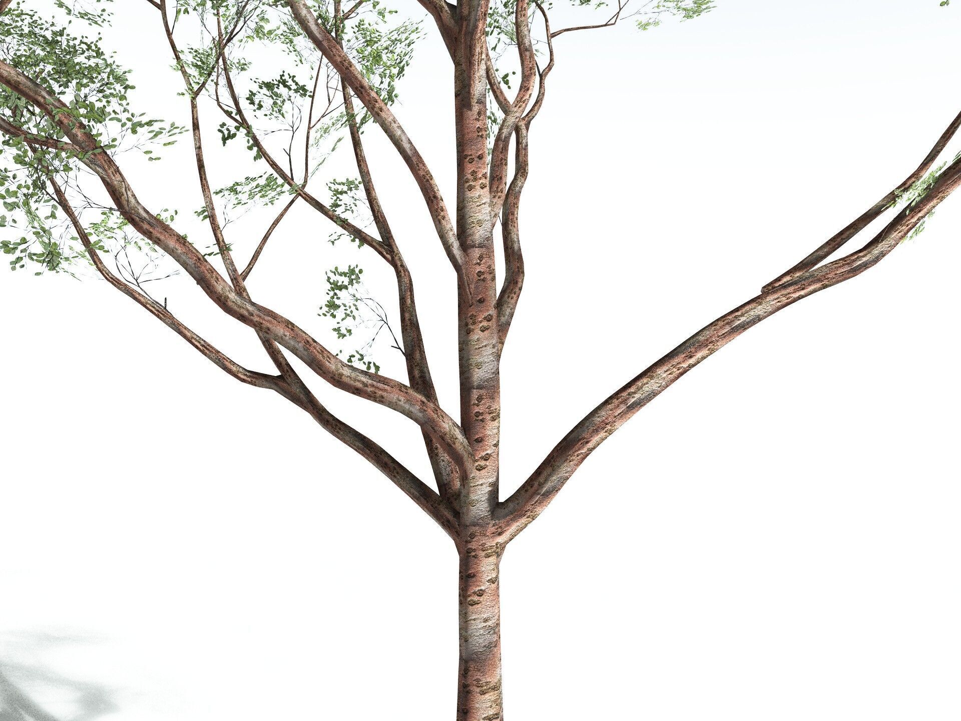 EVERYPlant Japanese Cherry LowPoly Low-poly 3D model_29