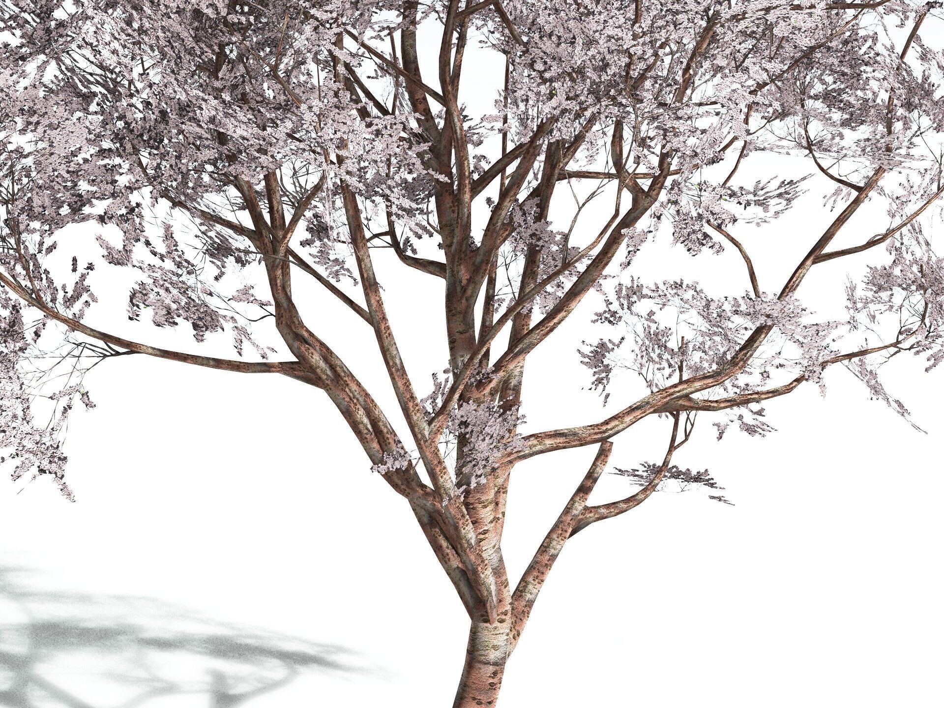 EVERYPlant Japanese Cherry LowPoly Low-poly 3D model_5