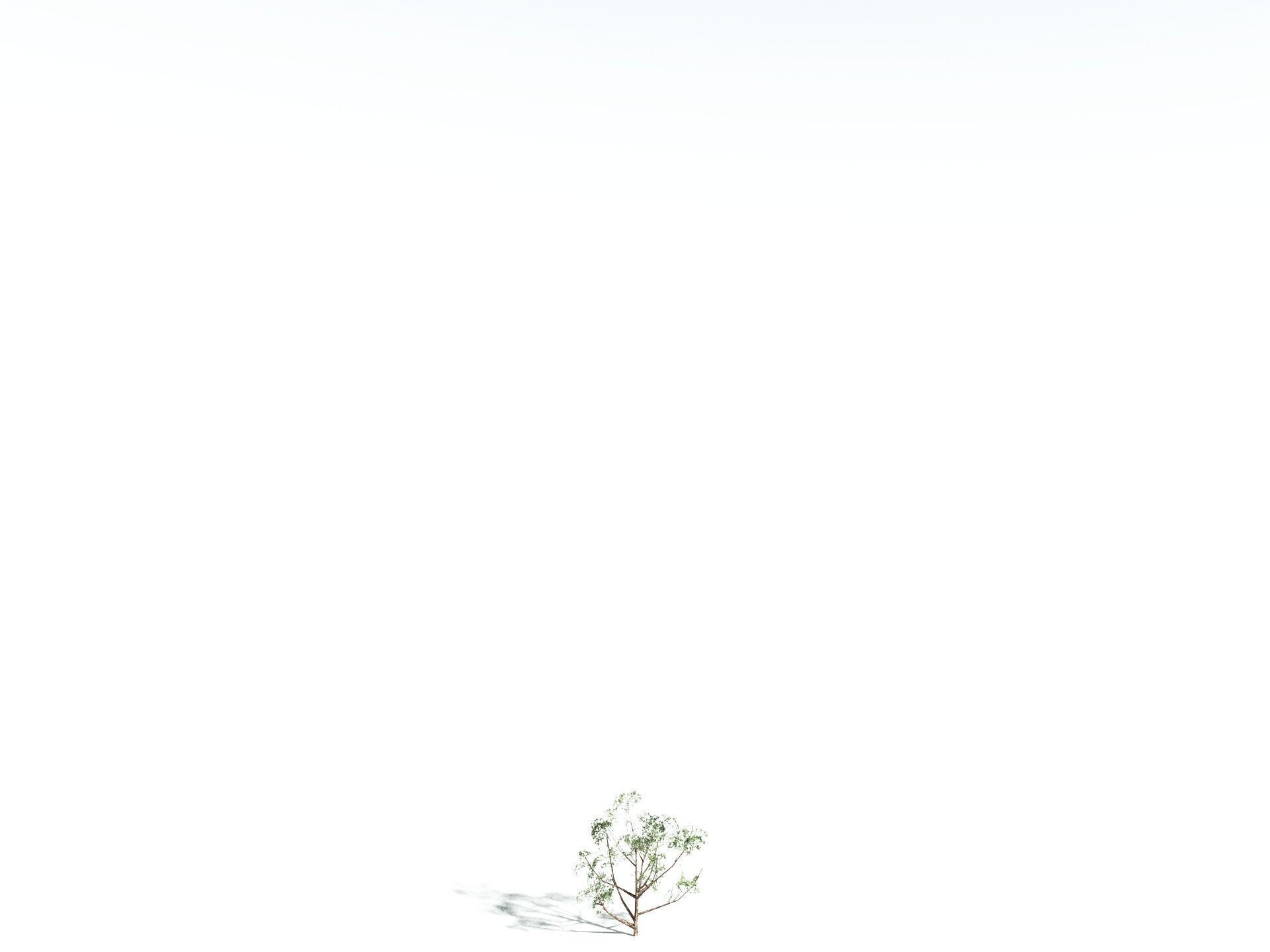 EVERYPlant Japanese Cherry LowPoly Low-poly 3D model_34