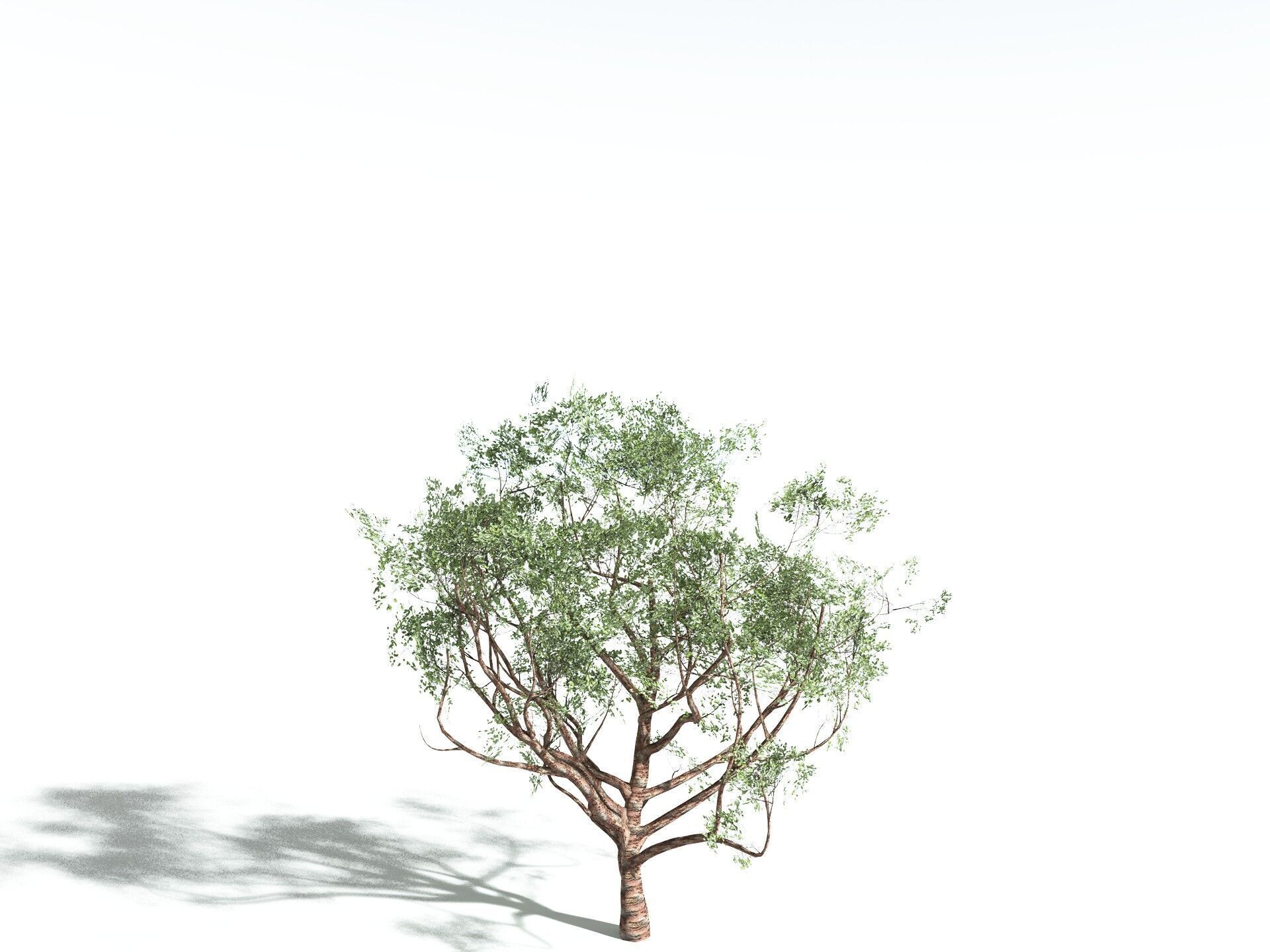 EVERYPlant Japanese Cherry LowPoly Low-poly 3D model_8