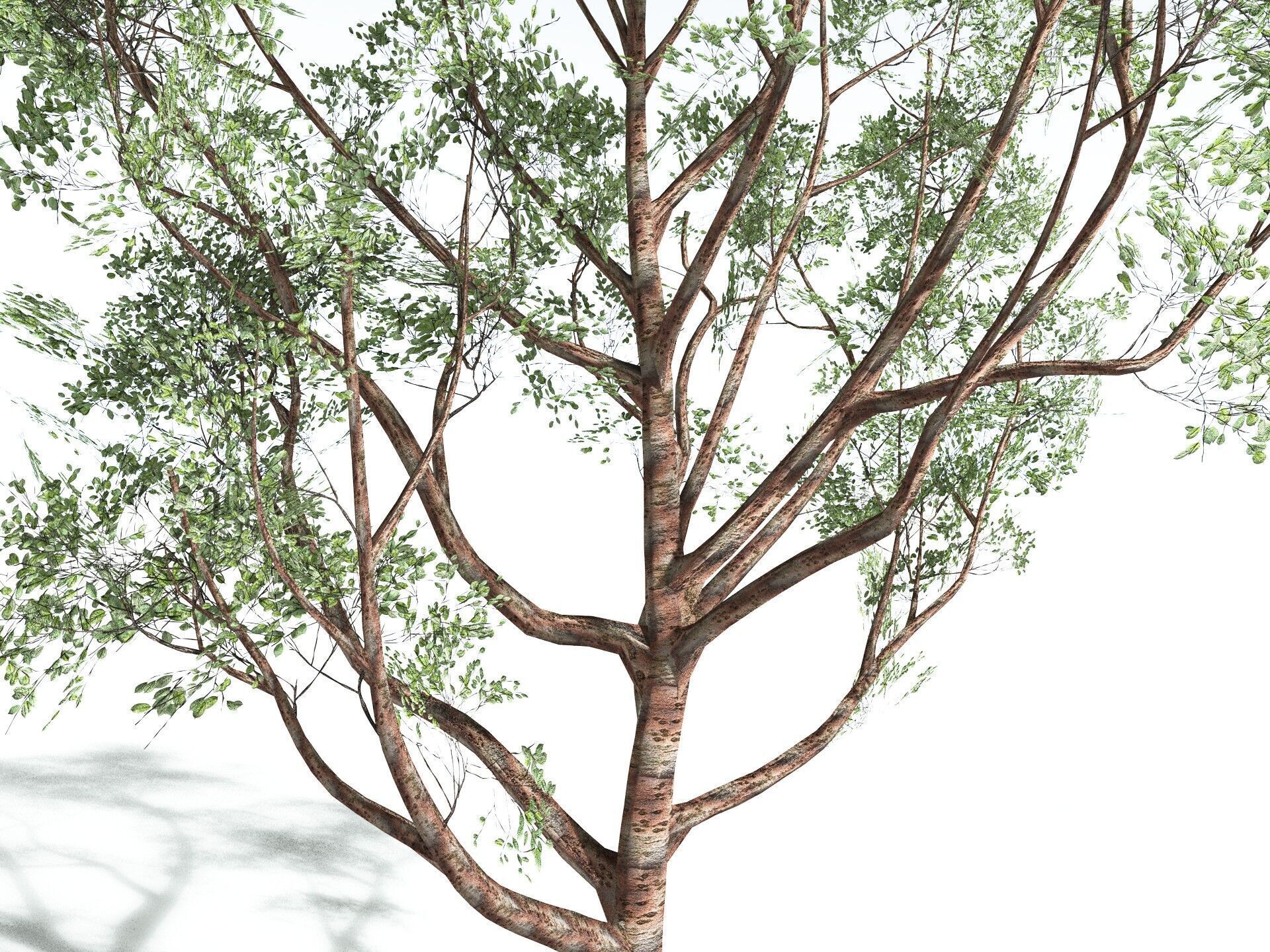 EVERYPlant Japanese Cherry LowPoly Low-poly 3D model_13