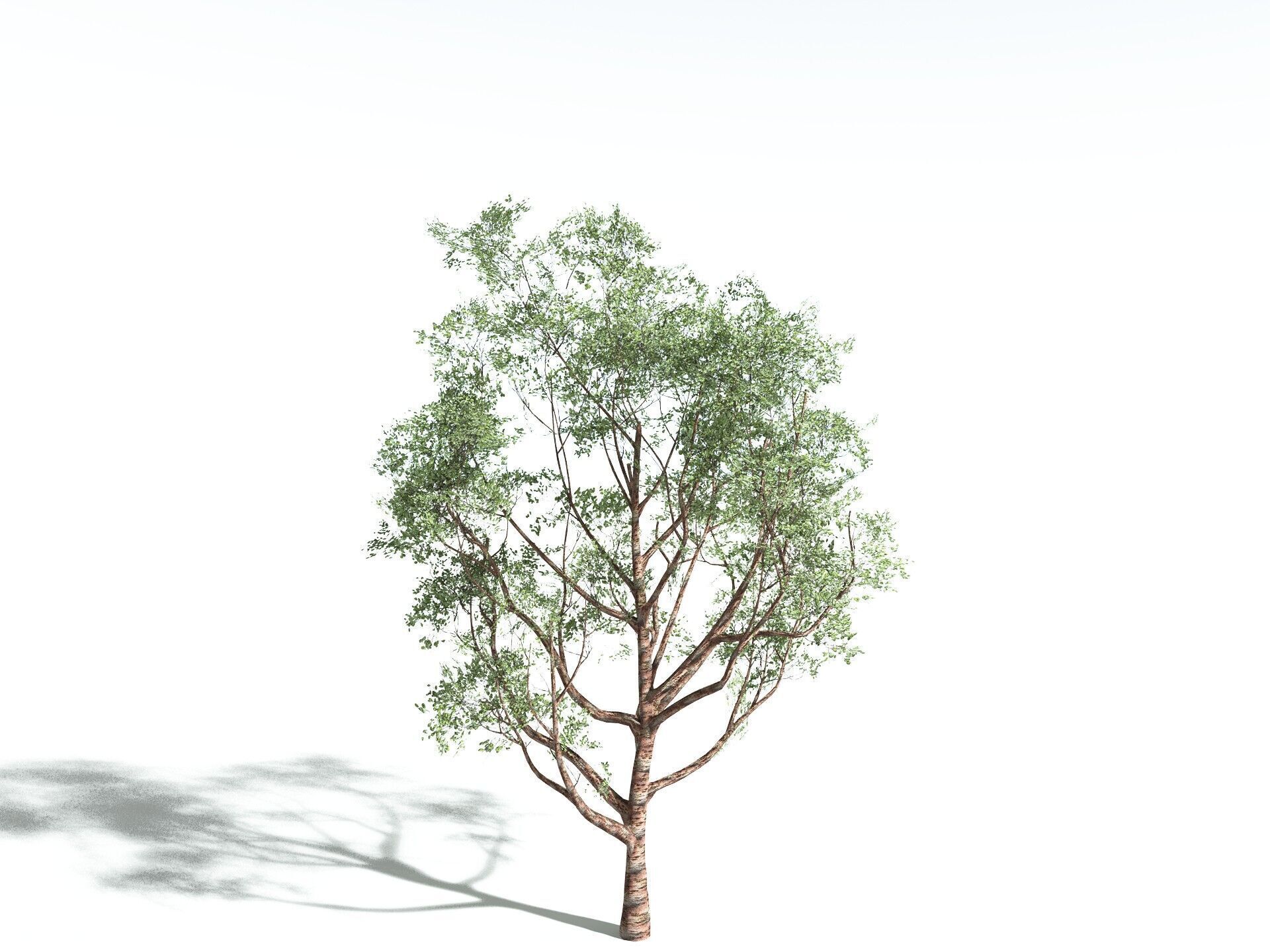 EVERYPlant Japanese Cherry LowPoly Low-poly 3D model_12