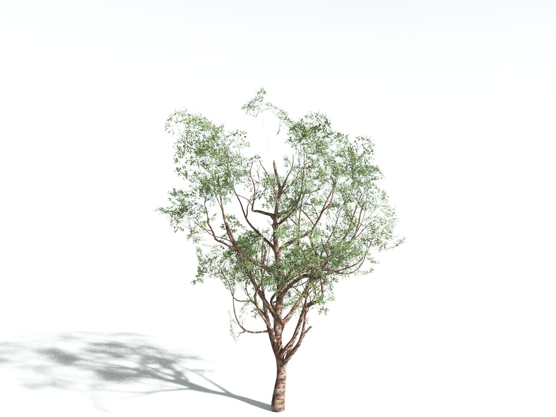 EVERYPlant Japanese Cherry LowPoly Low-poly 3D model_20