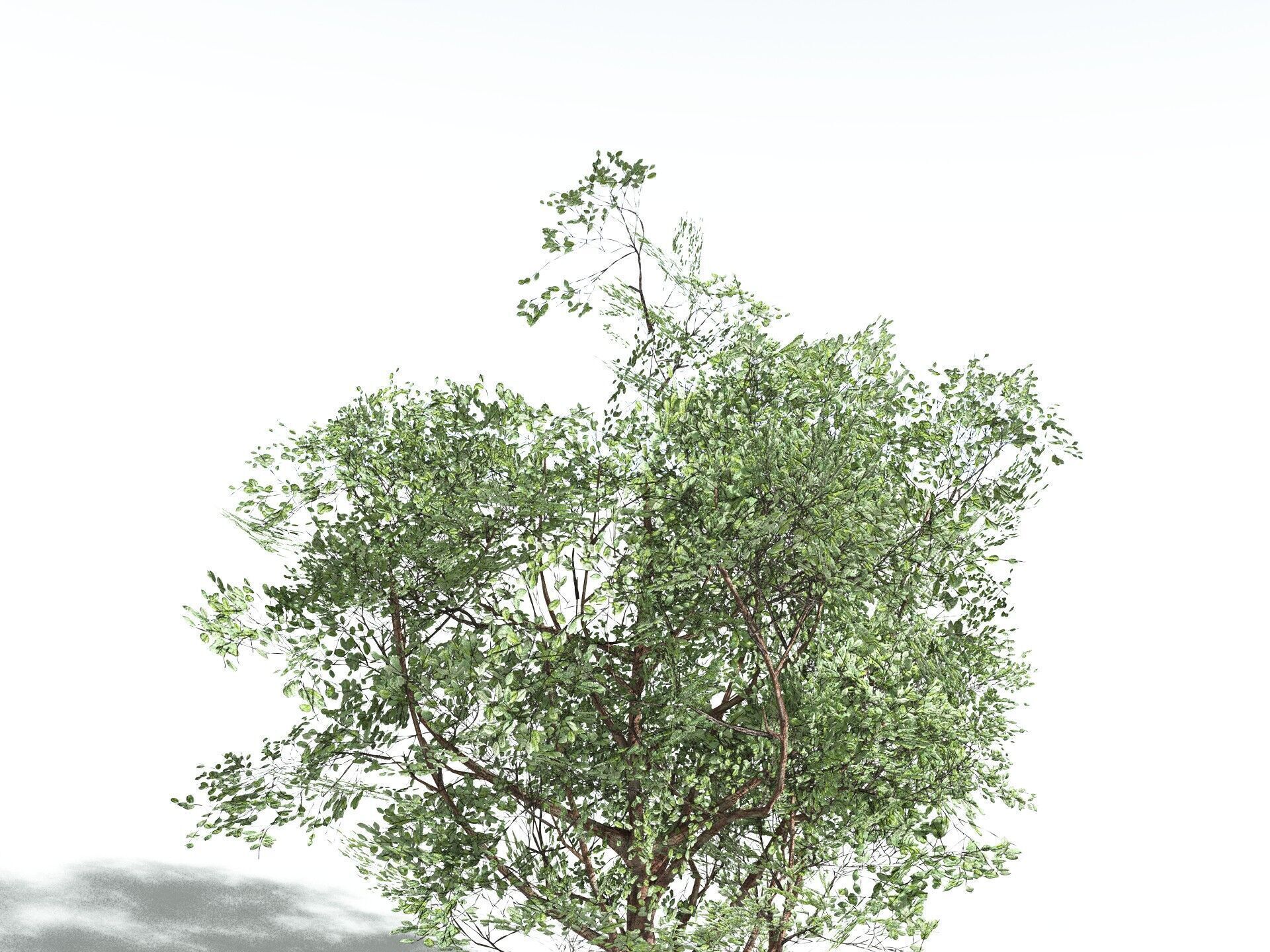 EVERYPlant Japanese Cherry LowPoly Low-poly 3D model_33