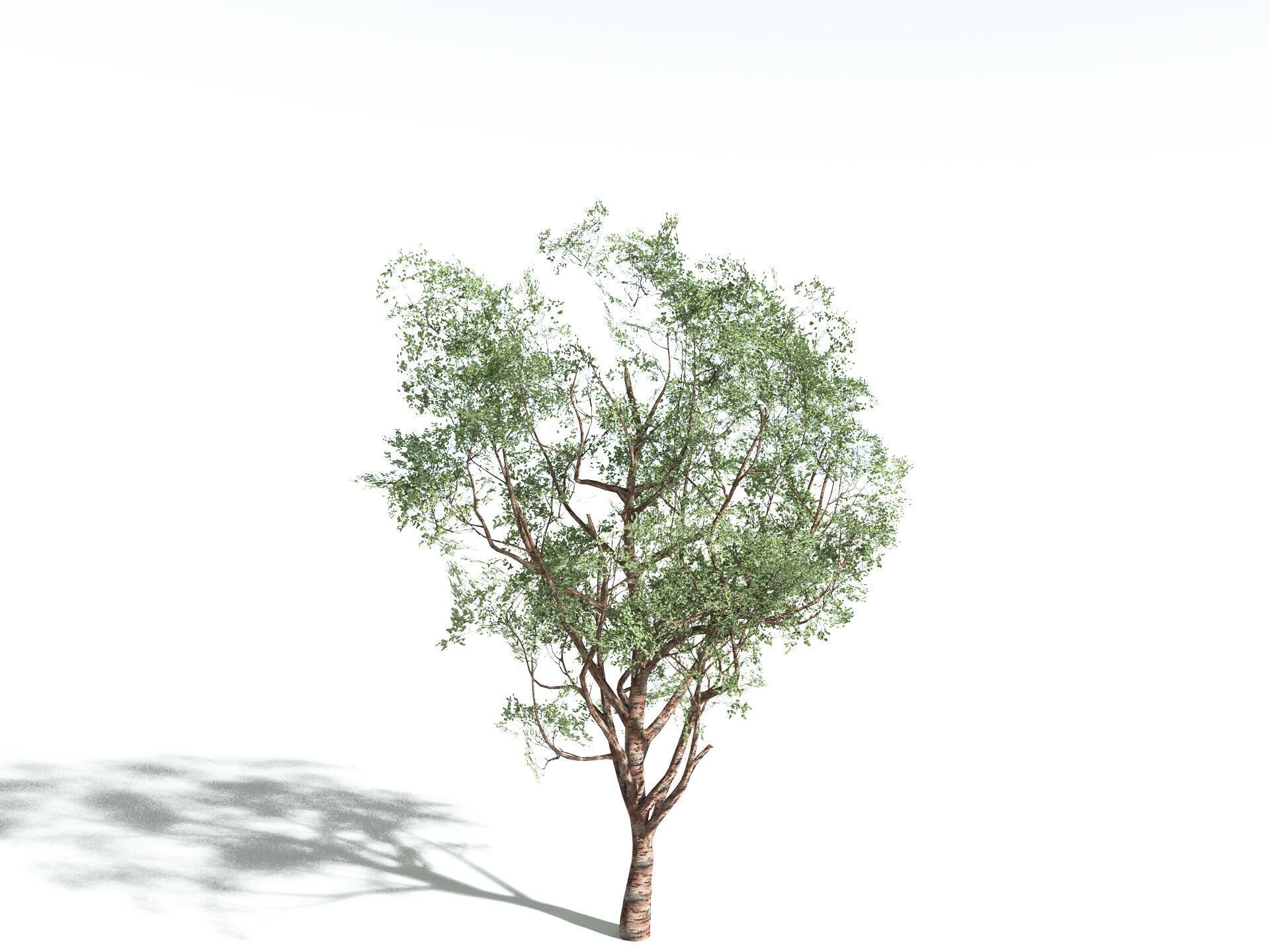 EVERYPlant Japanese Cherry LowPoly Low-poly 3D model_10
