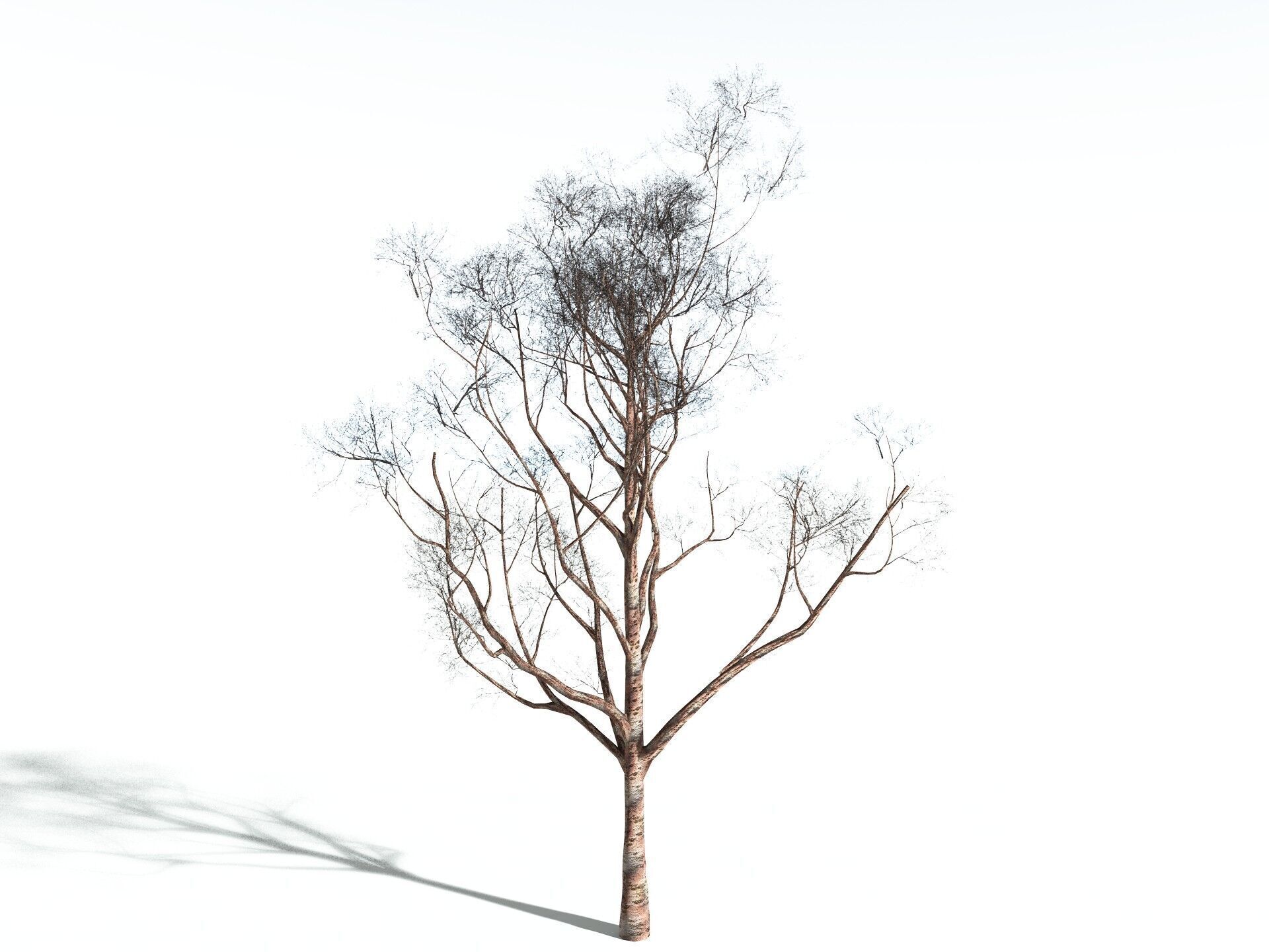 EVERYPlant Japanese Cherry LowPoly Low-poly 3D model_16