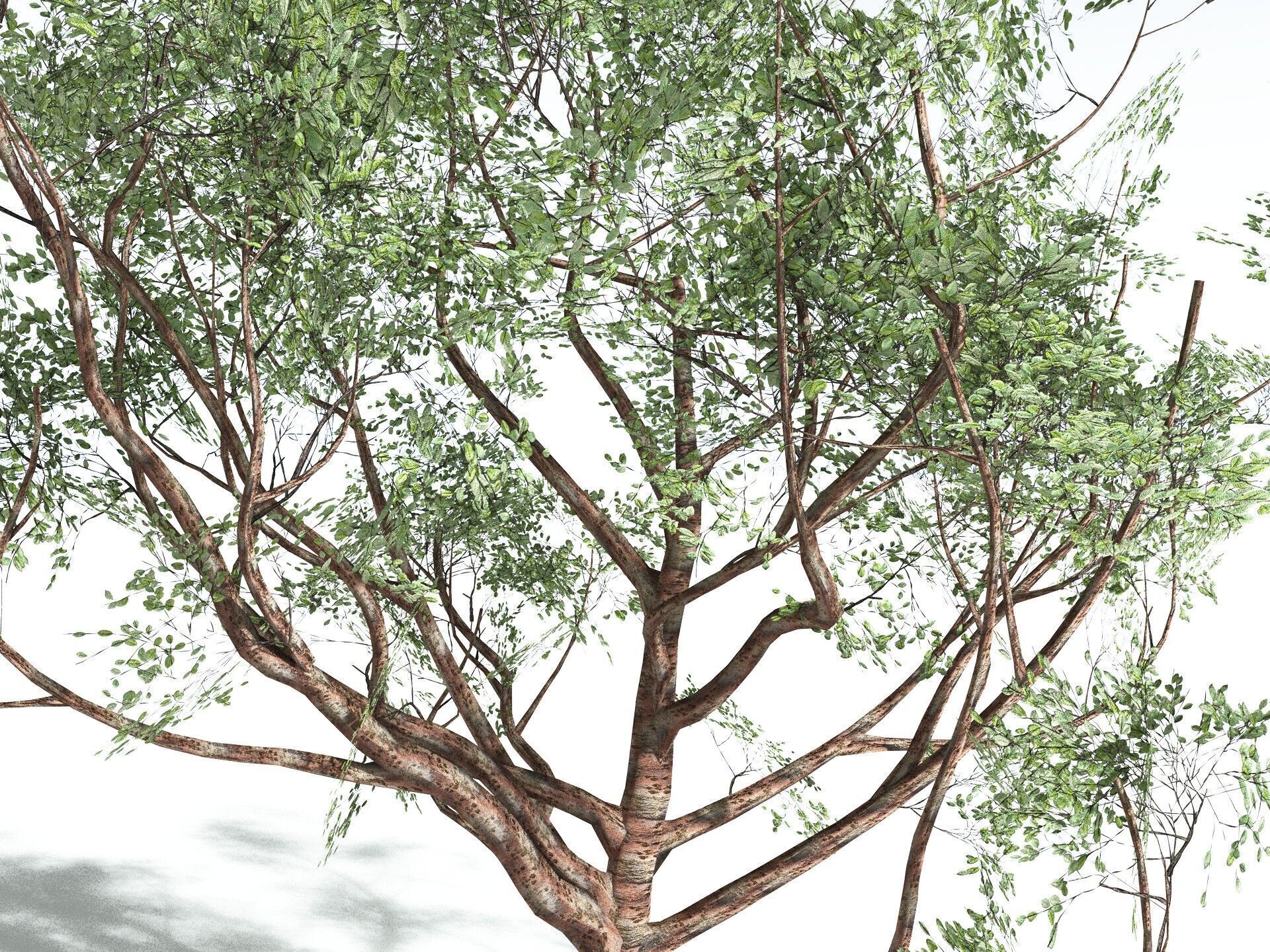 EVERYPlant Japanese Cherry LowPoly Low-poly 3D model_9