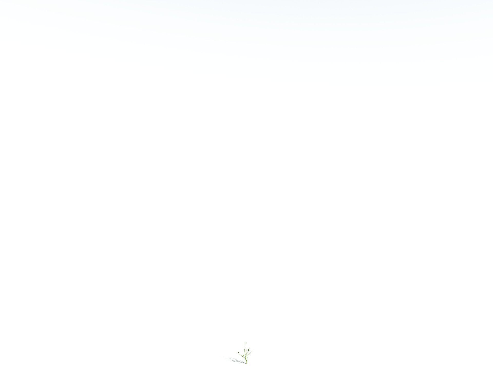 EVERYPlant Japanese Cherry LowPoly Low-poly 3D model_36