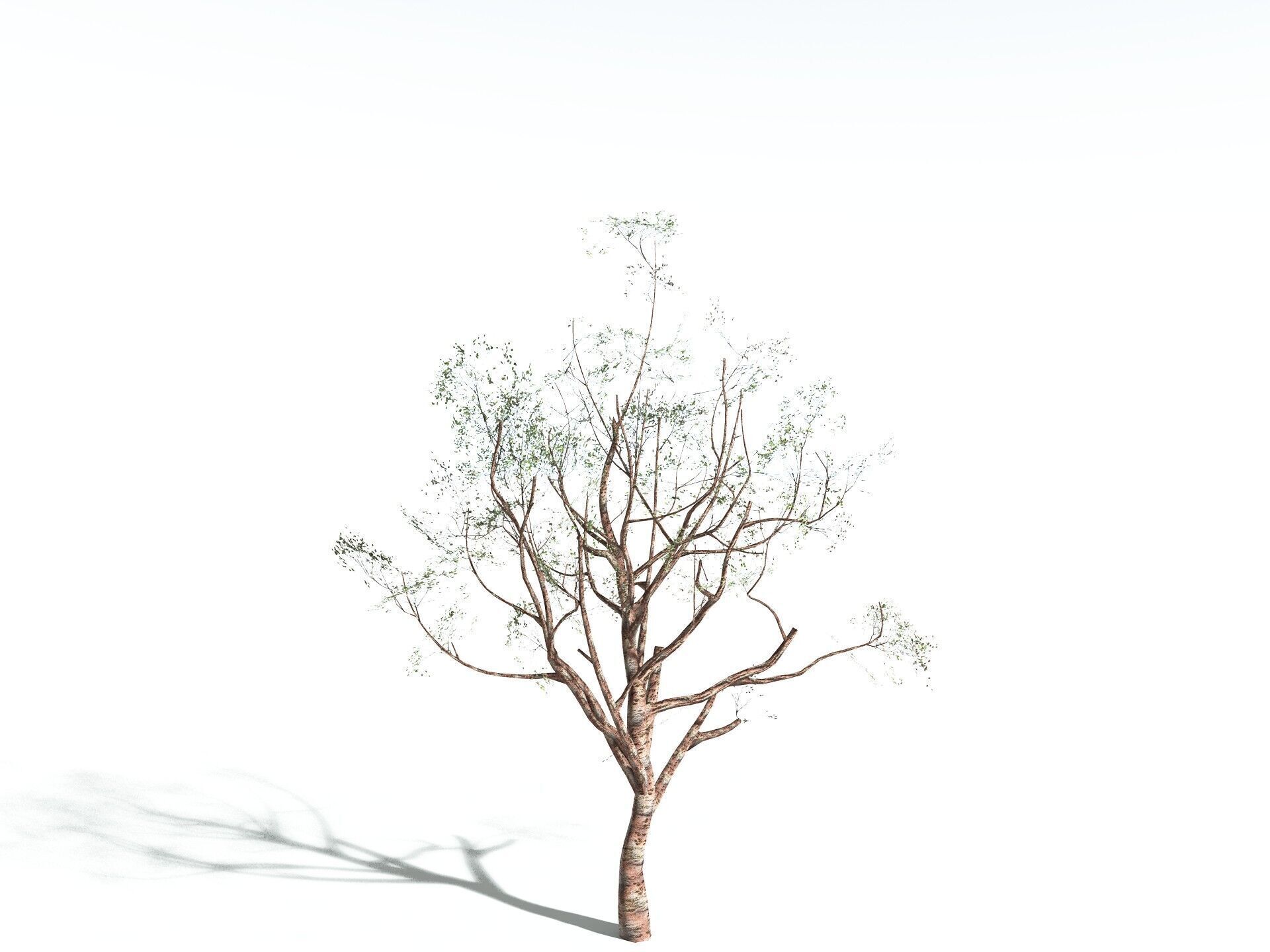 EVERYPlant Japanese Cherry LowPoly Low-poly 3D model_24