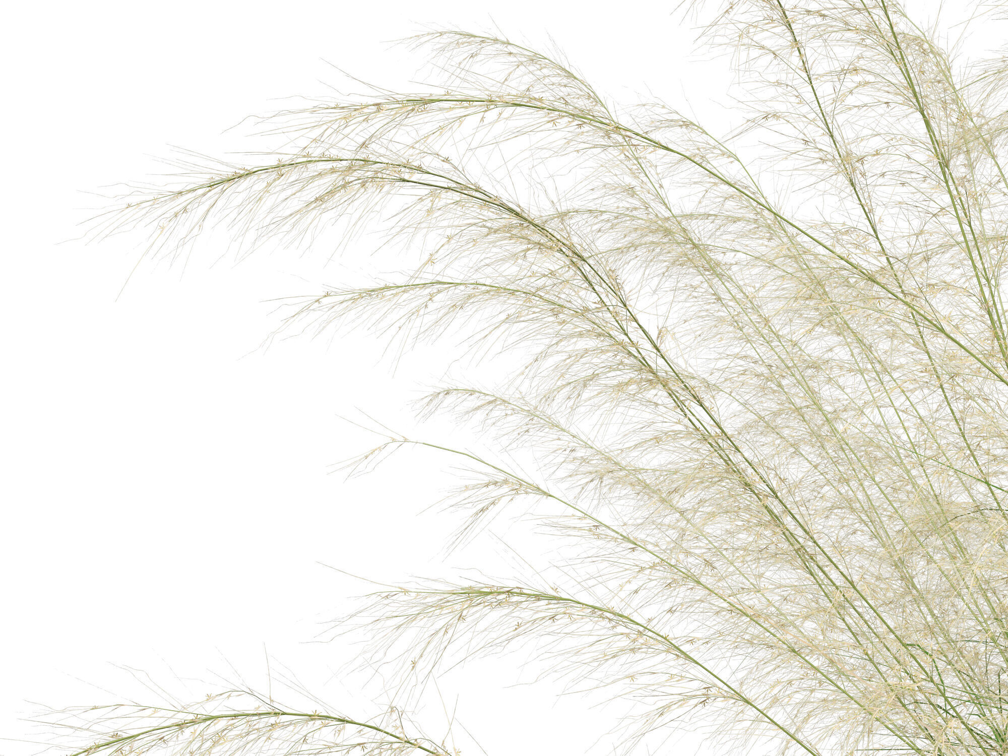 Highpoly-Lowpoly -  Austrostipa ramosissima - Stout Bamboo Grass Low-poly 3D model_3