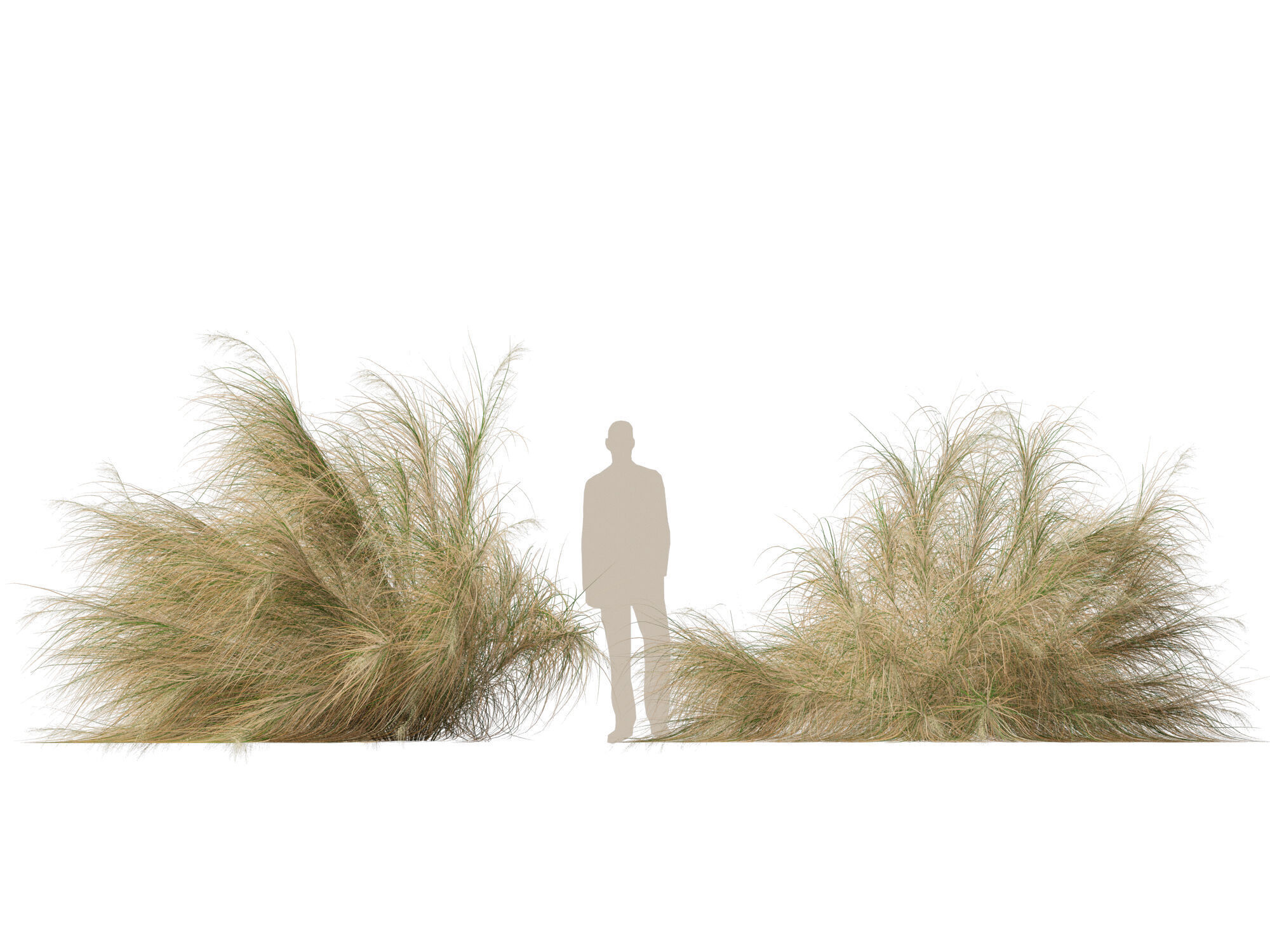 Highpoly-Lowpoly -  Austrostipa ramosissima - Stout Bamboo Grass Low-poly 3D model_8