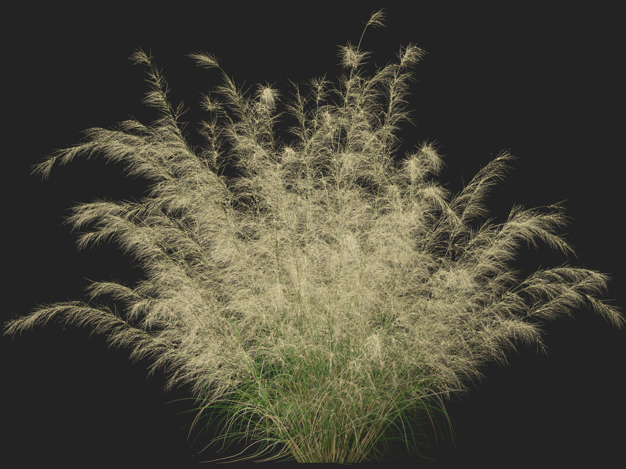 Highpoly-Lowpoly -  Austrostipa ramosissima - Stout Bamboo Grass Low-poly 3D model_6