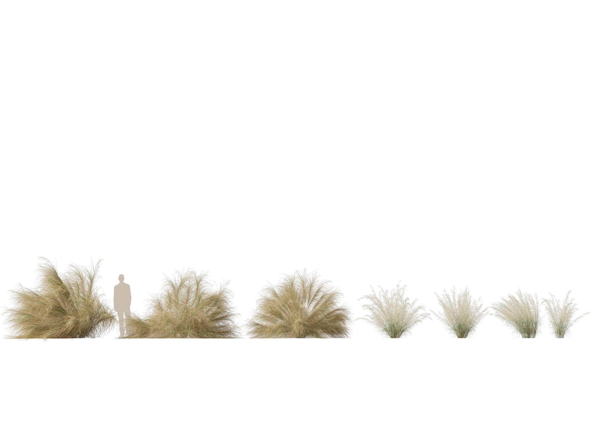 Highpoly-Lowpoly -  Austrostipa ramosissima - Stout Bamboo Grass Low-poly 3D model_1