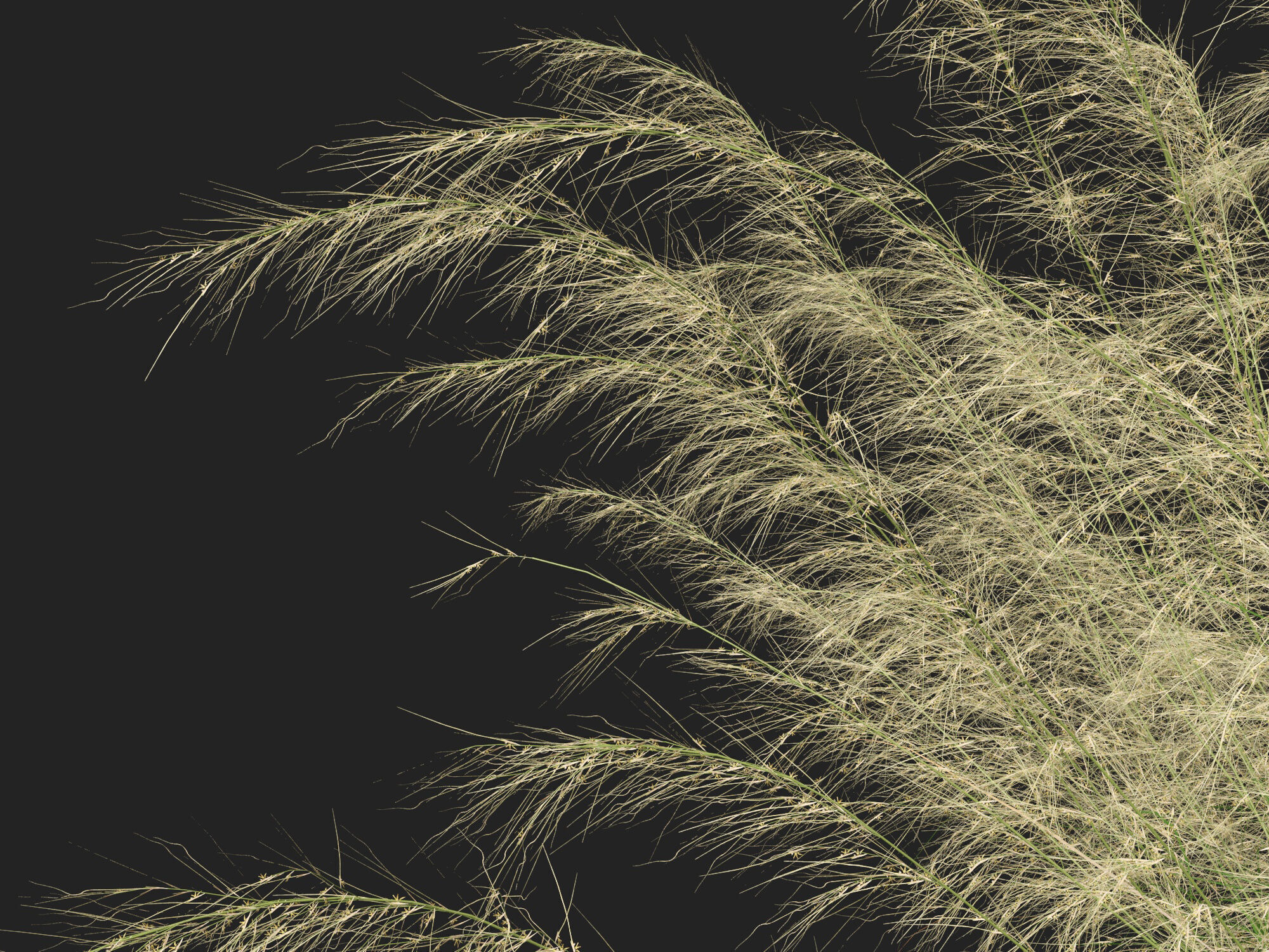 Highpoly-Lowpoly -  Austrostipa ramosissima - Stout Bamboo Grass Low-poly 3D model_4