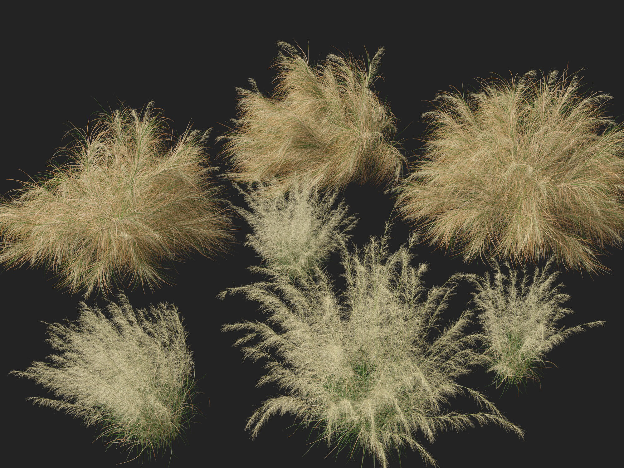 Highpoly-Lowpoly -  Austrostipa ramosissima - Stout Bamboo Grass Low-poly 3D model_2