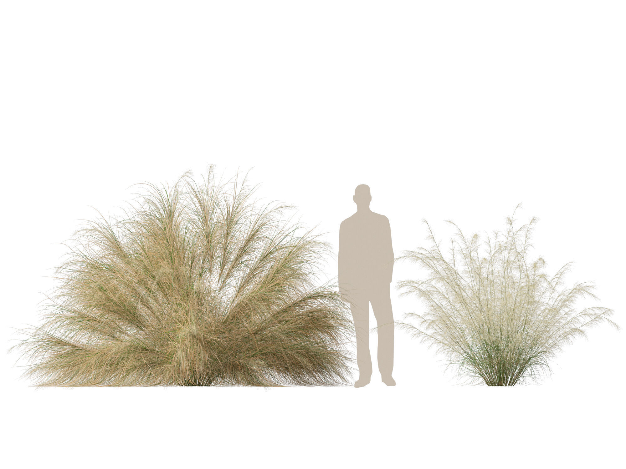 Highpoly-Lowpoly -  Austrostipa ramosissima - Stout Bamboo Grass Low-poly 3D model_10