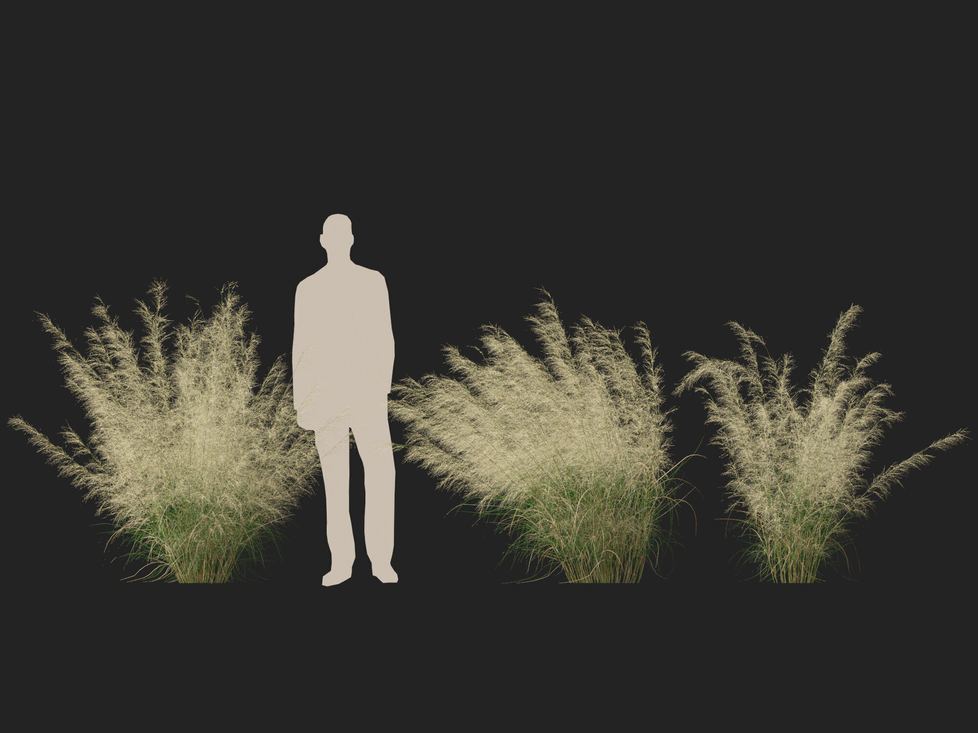 Highpoly-Lowpoly -  Austrostipa ramosissima - Stout Bamboo Grass Low-poly 3D model_13