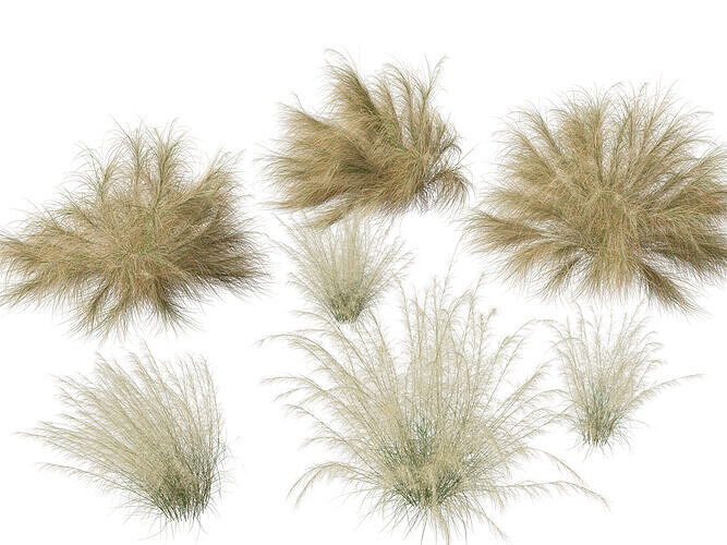 Highpoly-Lowpoly -  Austrostipa ramosissima - Stout Bamboo Grass Low-poly 3D model