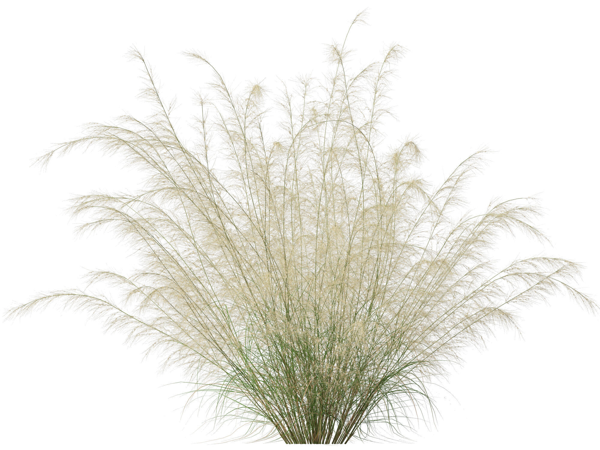 Highpoly-Lowpoly -  Austrostipa ramosissima - Stout Bamboo Grass Low-poly 3D model_5