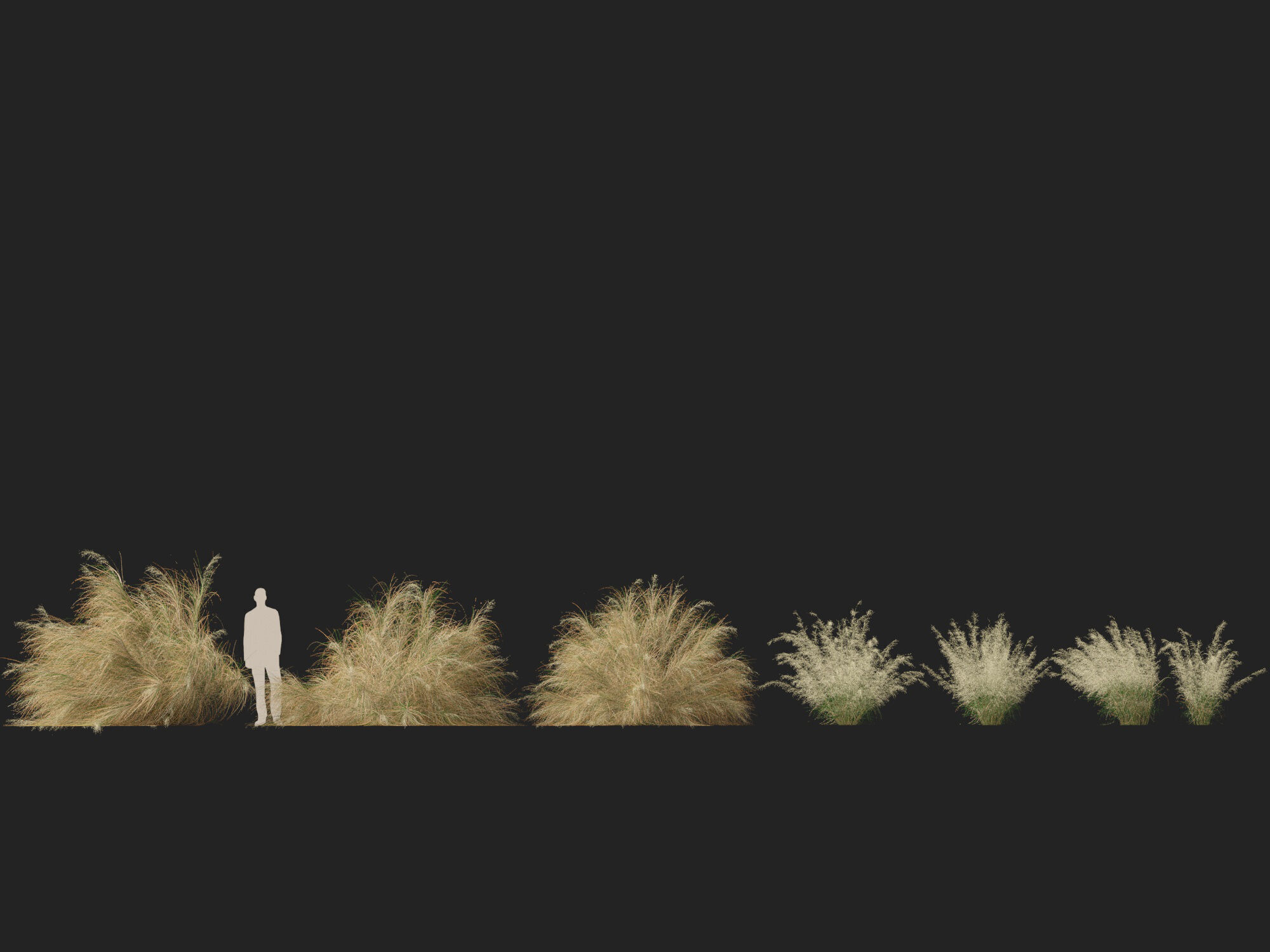 Highpoly-Lowpoly -  Austrostipa ramosissima - Stout Bamboo Grass Low-poly 3D model_7