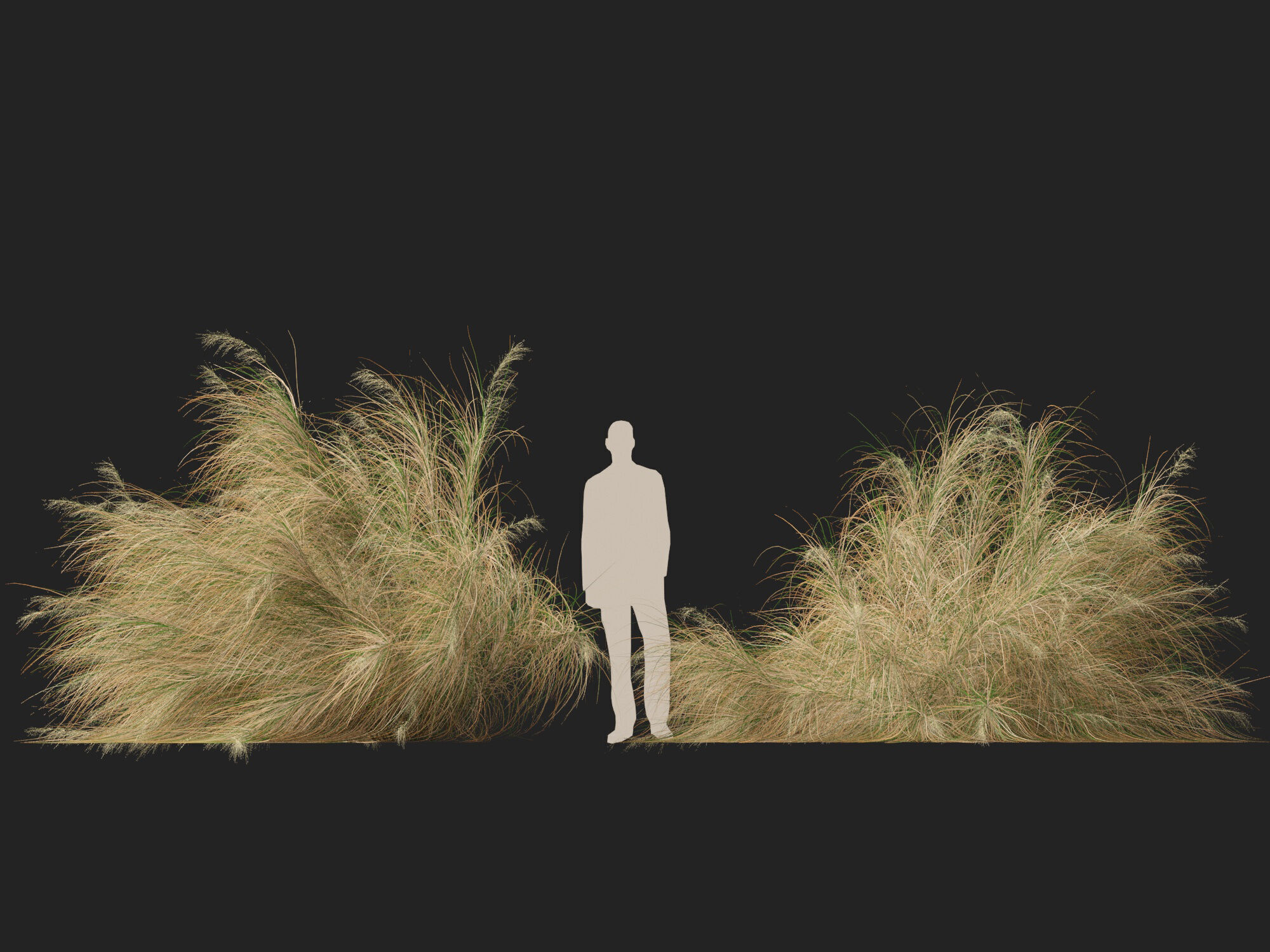 Highpoly-Lowpoly -  Austrostipa ramosissima - Stout Bamboo Grass Low-poly 3D model_9