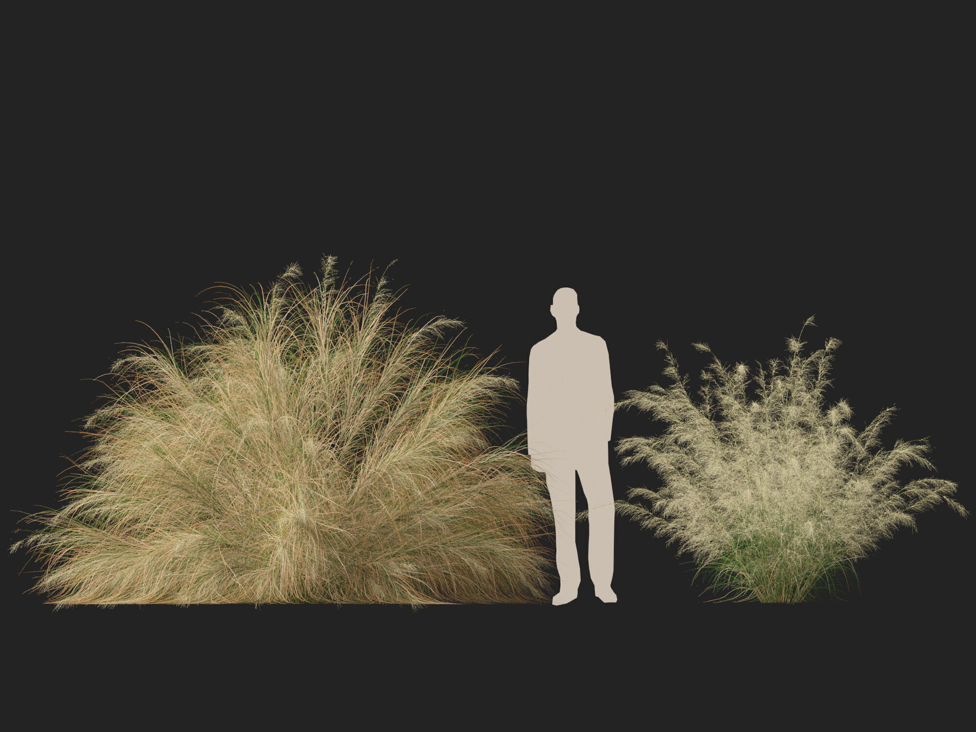 Highpoly-Lowpoly -  Austrostipa ramosissima - Stout Bamboo Grass Low-poly 3D model_11