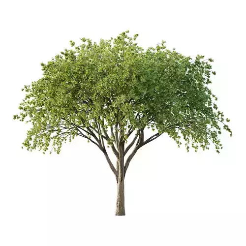 Acer Pseudoplatanus Tree 08