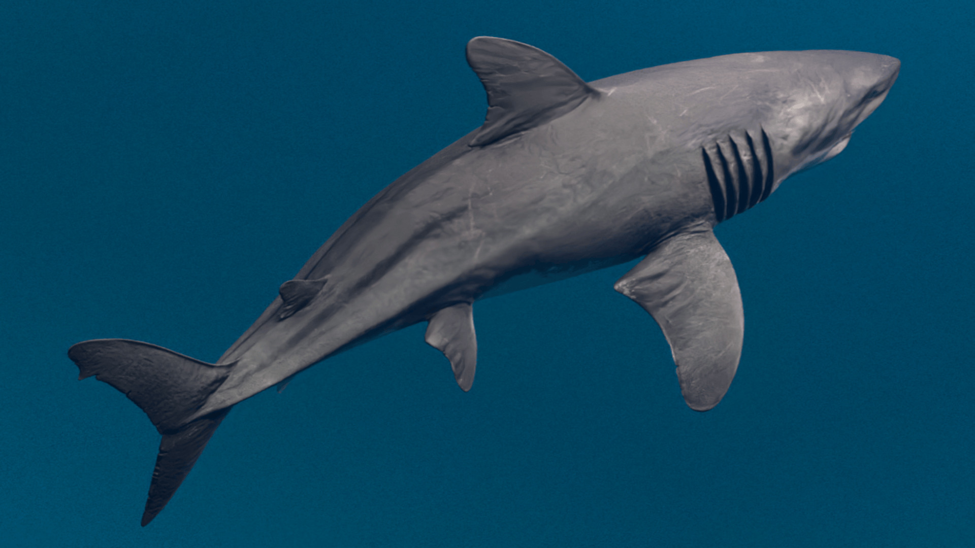 Megalodon Animated  Low-poly 3D model_9