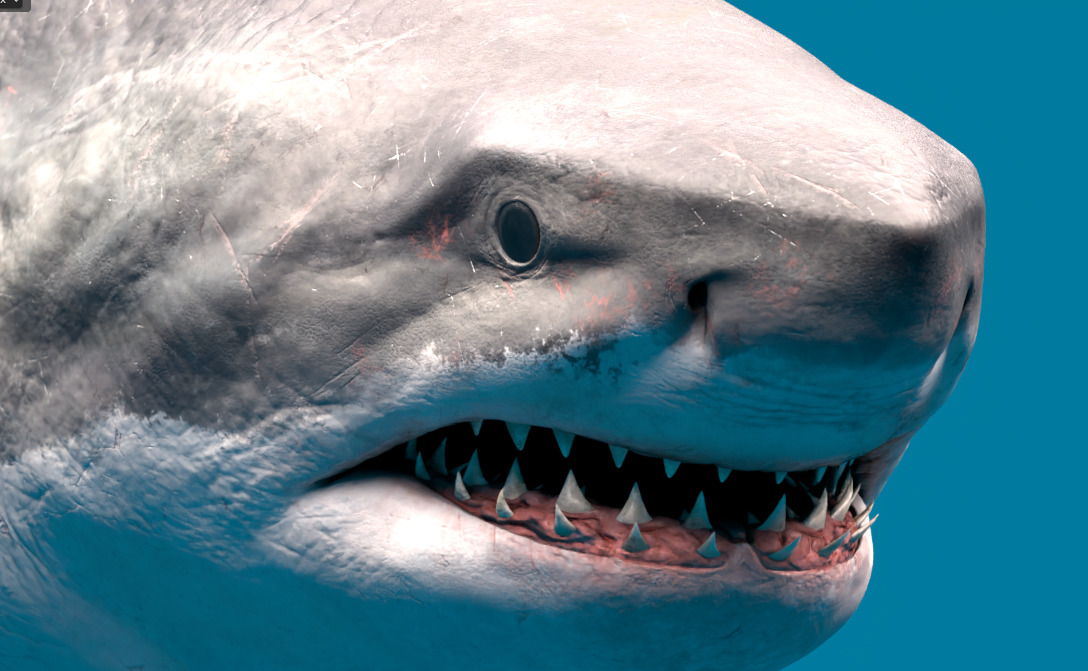 Megalodon Animated  Low-poly 3D model_6