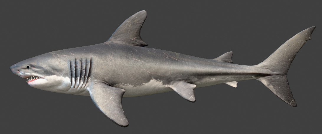 Megalodon Animated  Low-poly 3D model_10