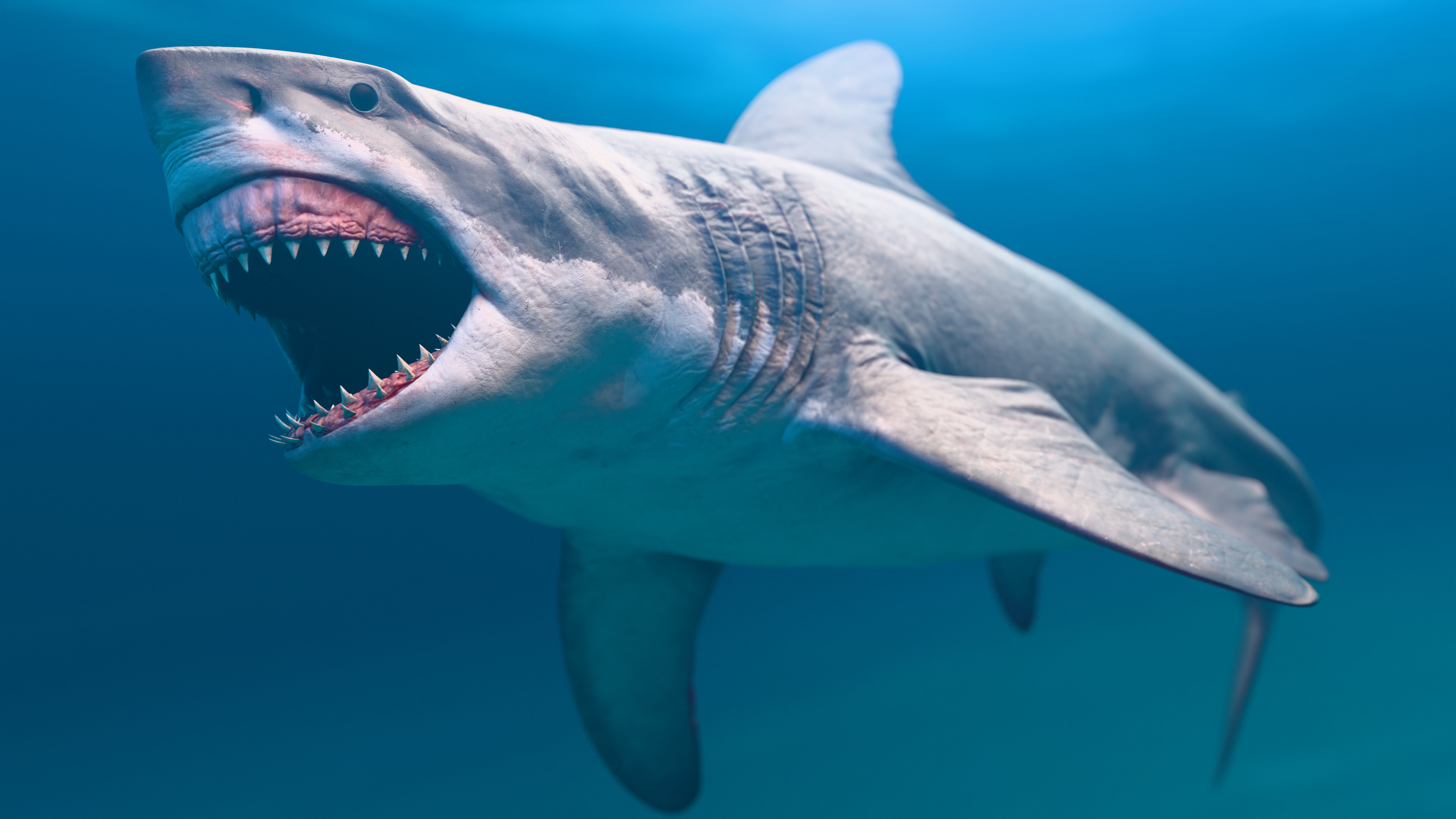 Megalodon Animated  Low-poly 3D model_7